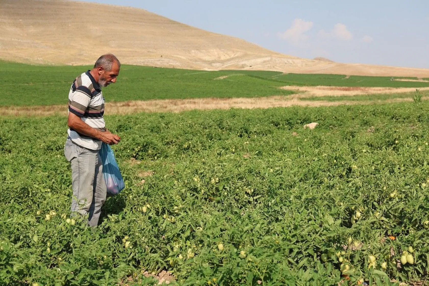 Üretici: 'Gelin tarladan alın'