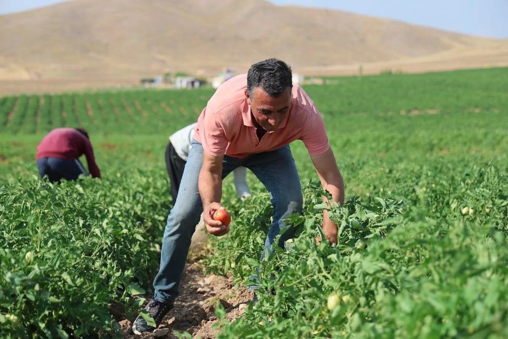 Üretici: 'Gelin tarladan alın'