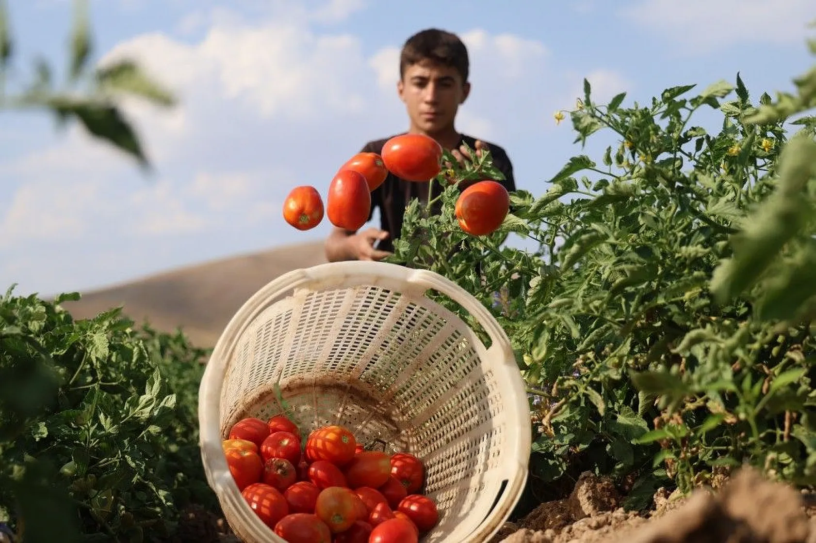 Üretici: 'Gelin tarladan alın'