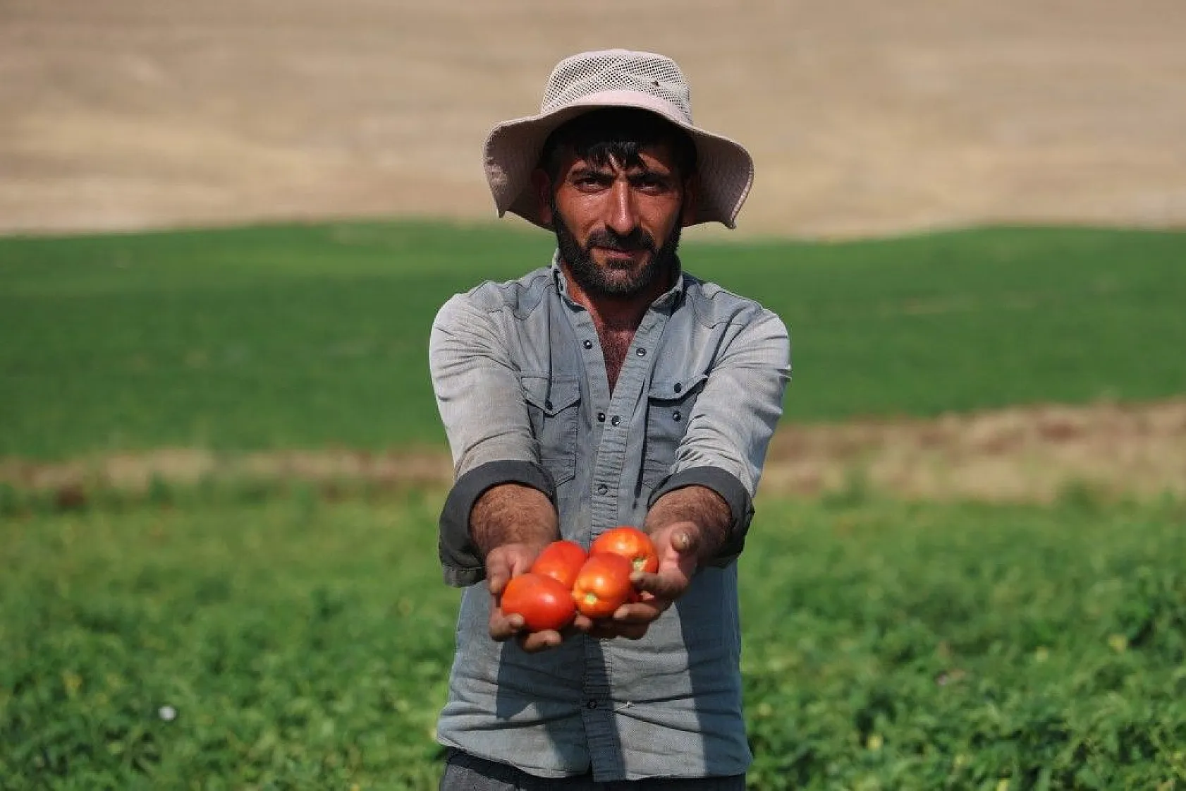 Üretici: 'Gelin tarladan alın'
