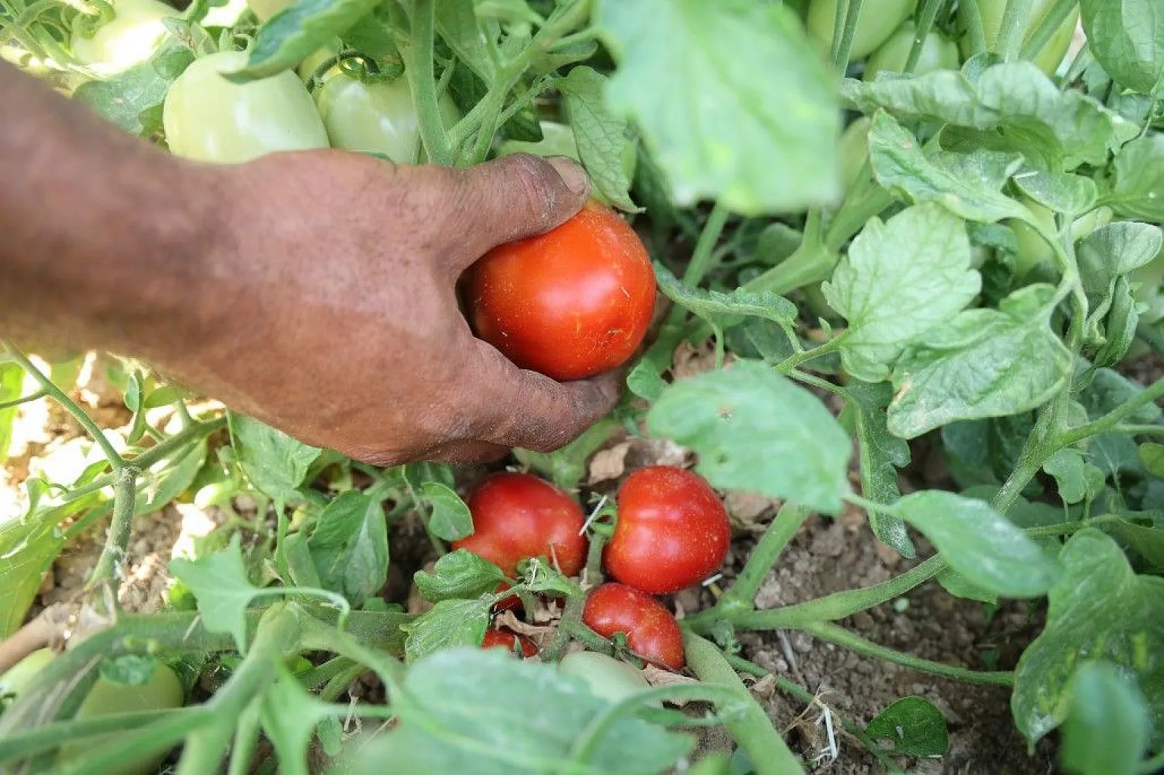 Üretici: 'Gelin tarladan alın'