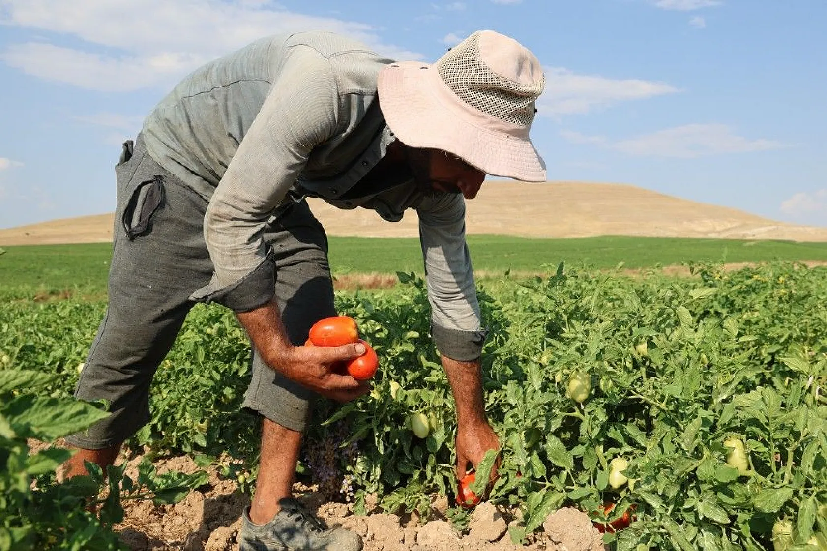Üretici: 'Gelin tarladan alın'