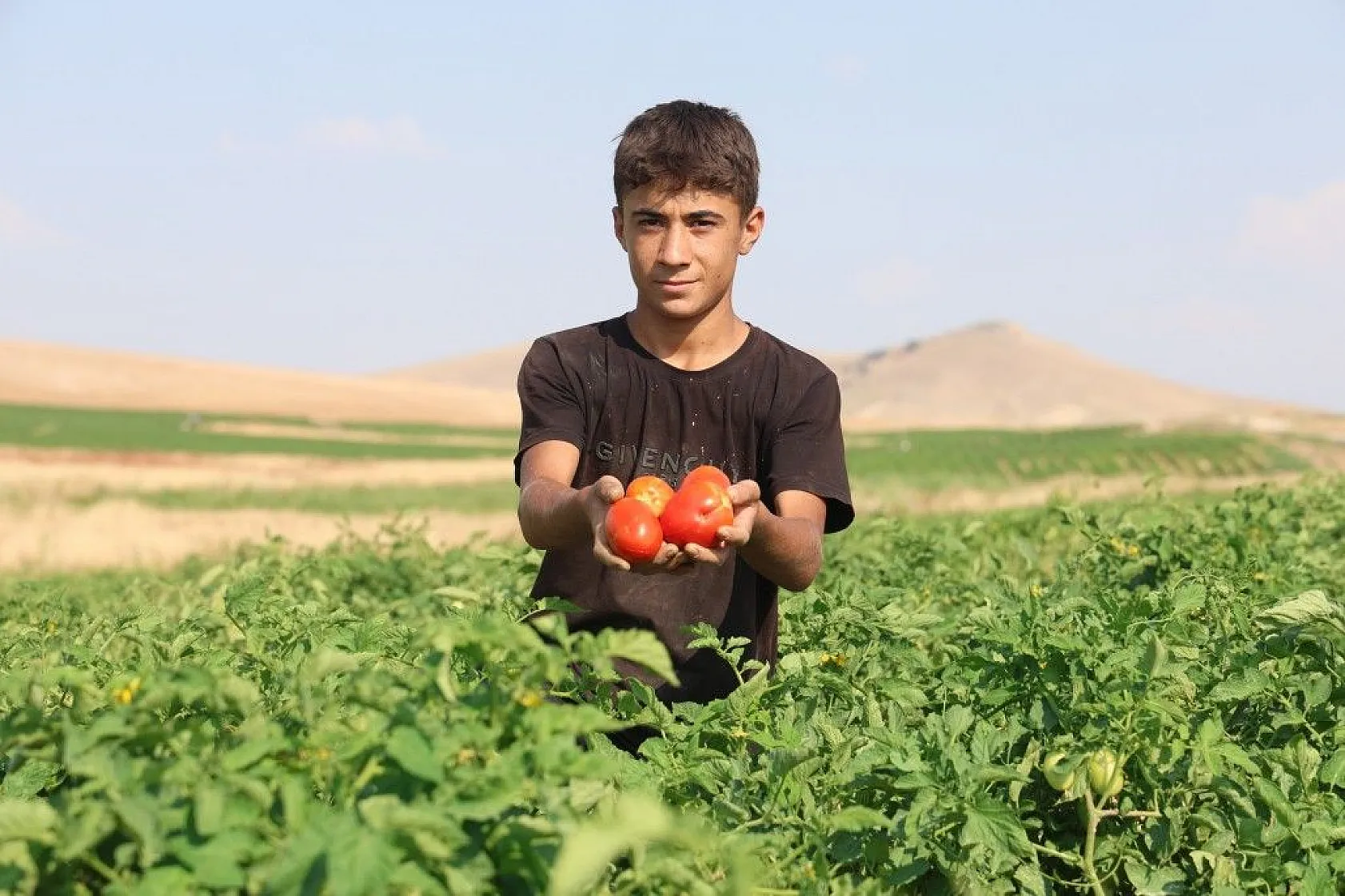 Üretici: 'Gelin tarladan alın'