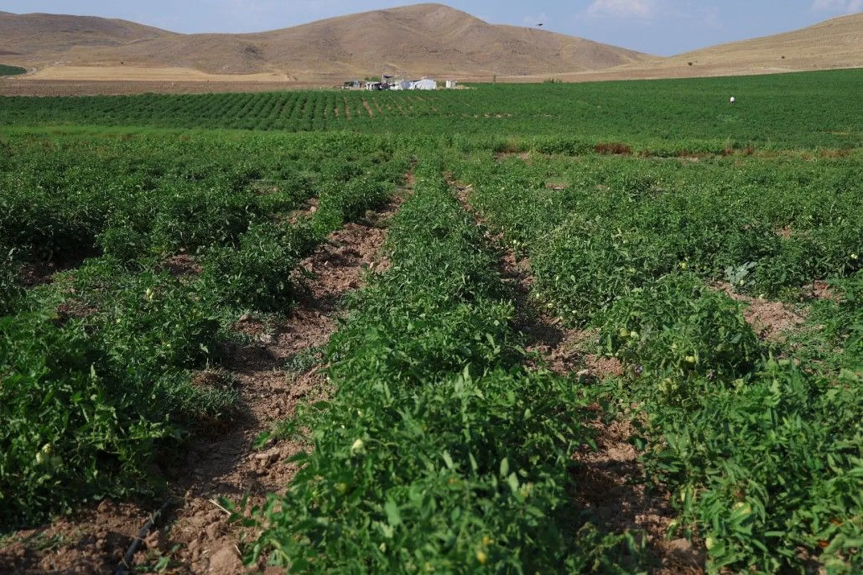 Üretici: 'Gelin tarladan alın'