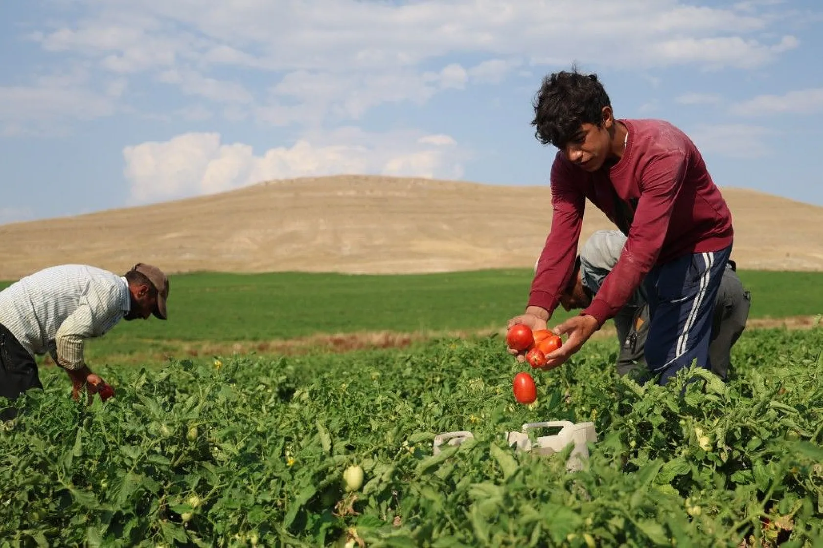 Üretici: 'Gelin tarladan alın'