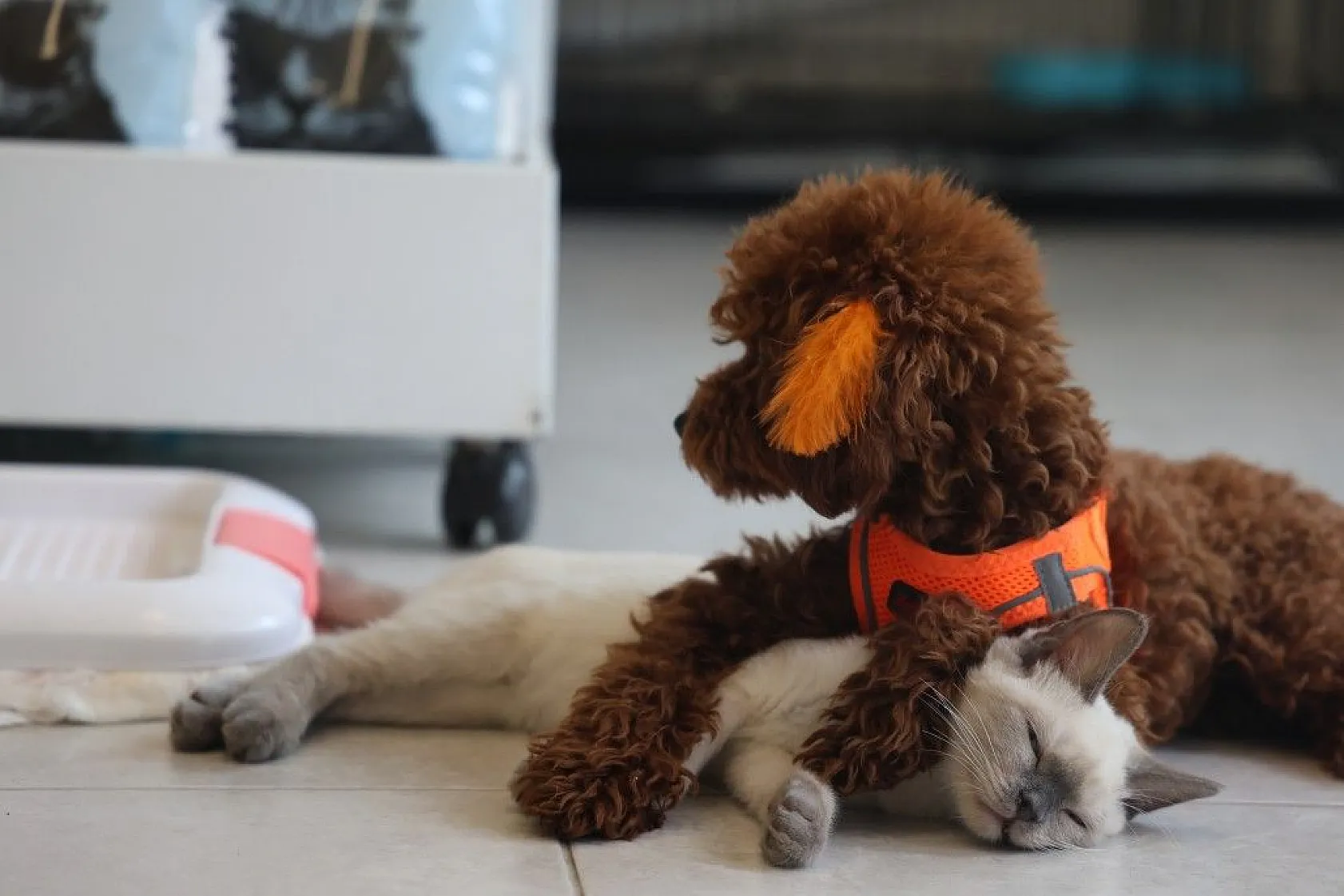 Köpek ve kedi arasında sımsıcak bağ