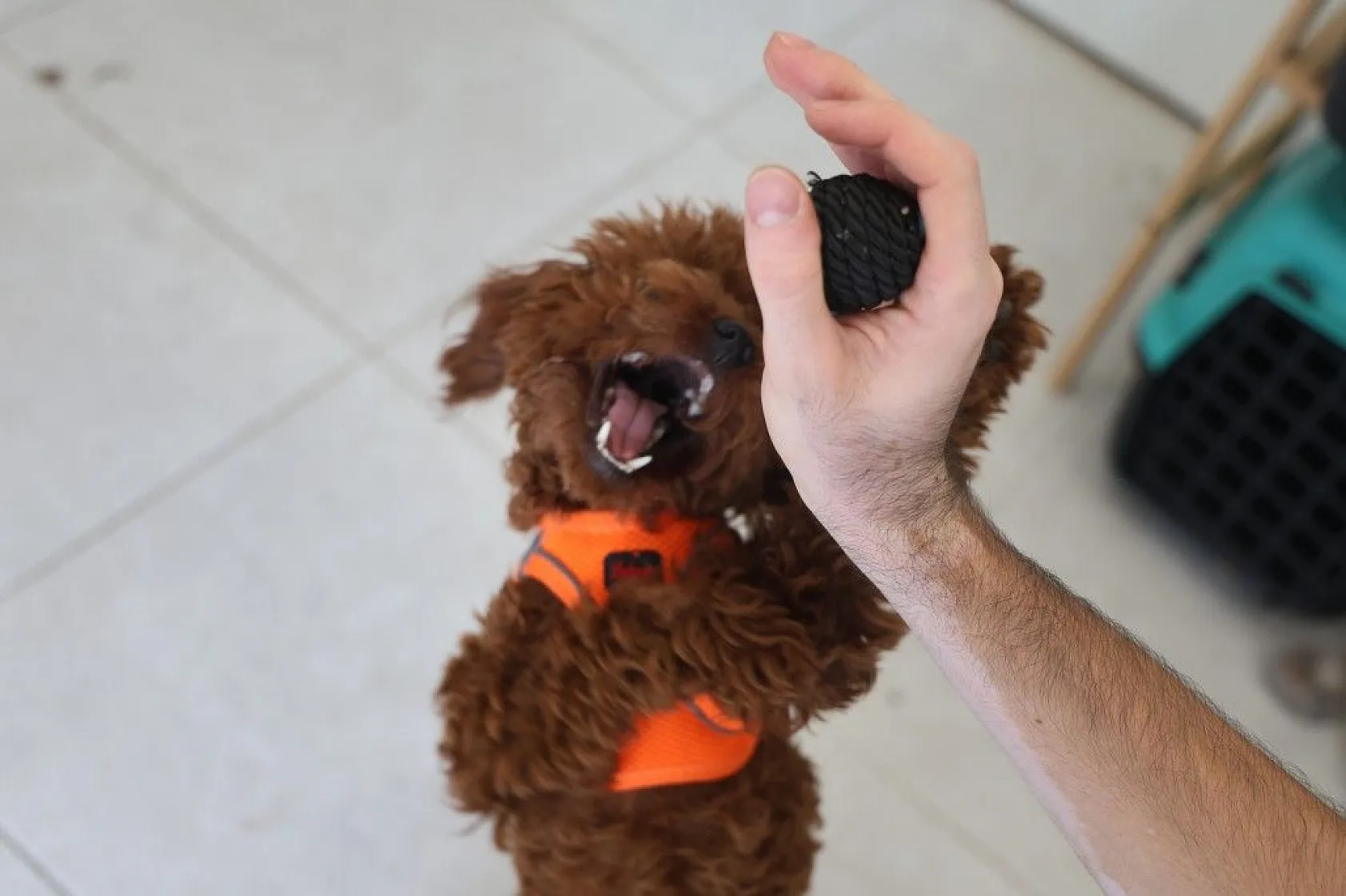 Köpek ve kedi arasında sımsıcak bağ