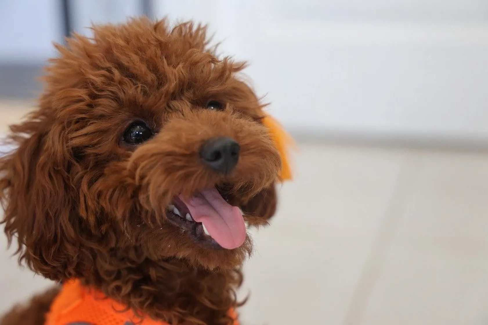 Köpek ve kedi arasında sımsıcak bağ