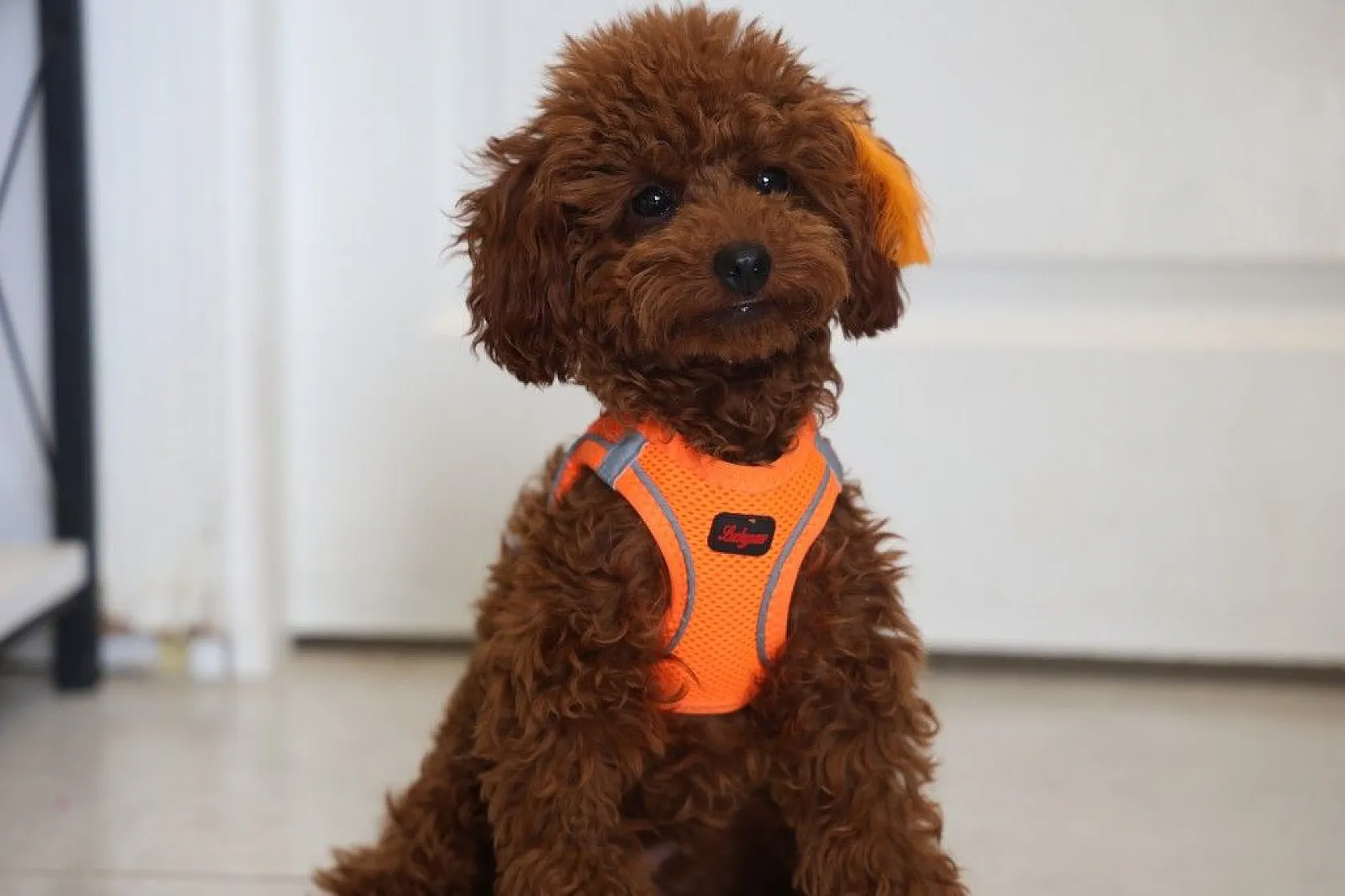 Köpek ve kedi arasında sımsıcak bağ