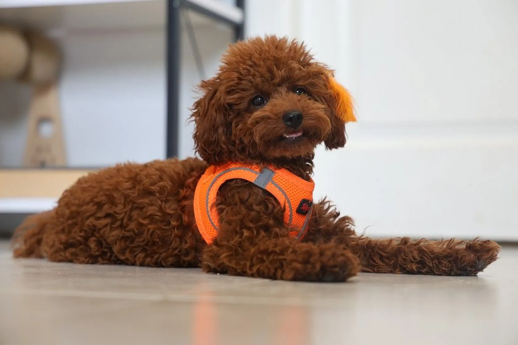 Köpek ve kedi arasında sımsıcak bağ