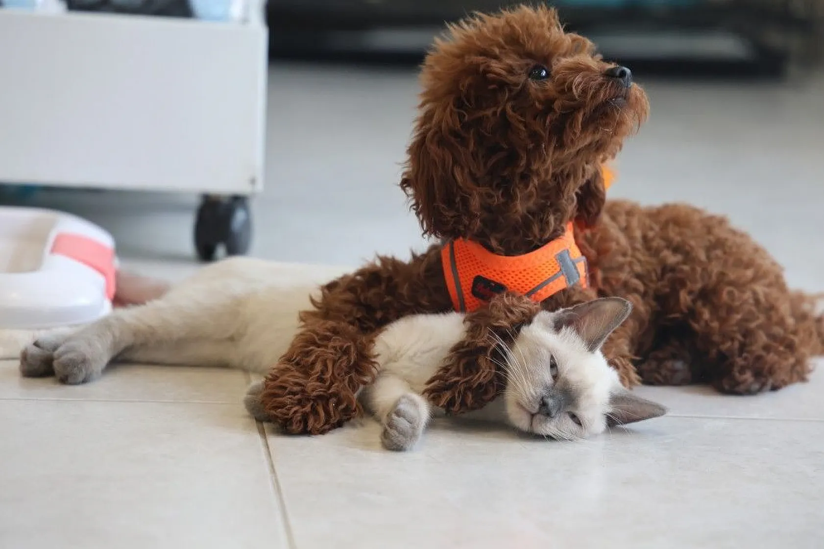 Köpek ve kedi arasında sımsıcak bağ