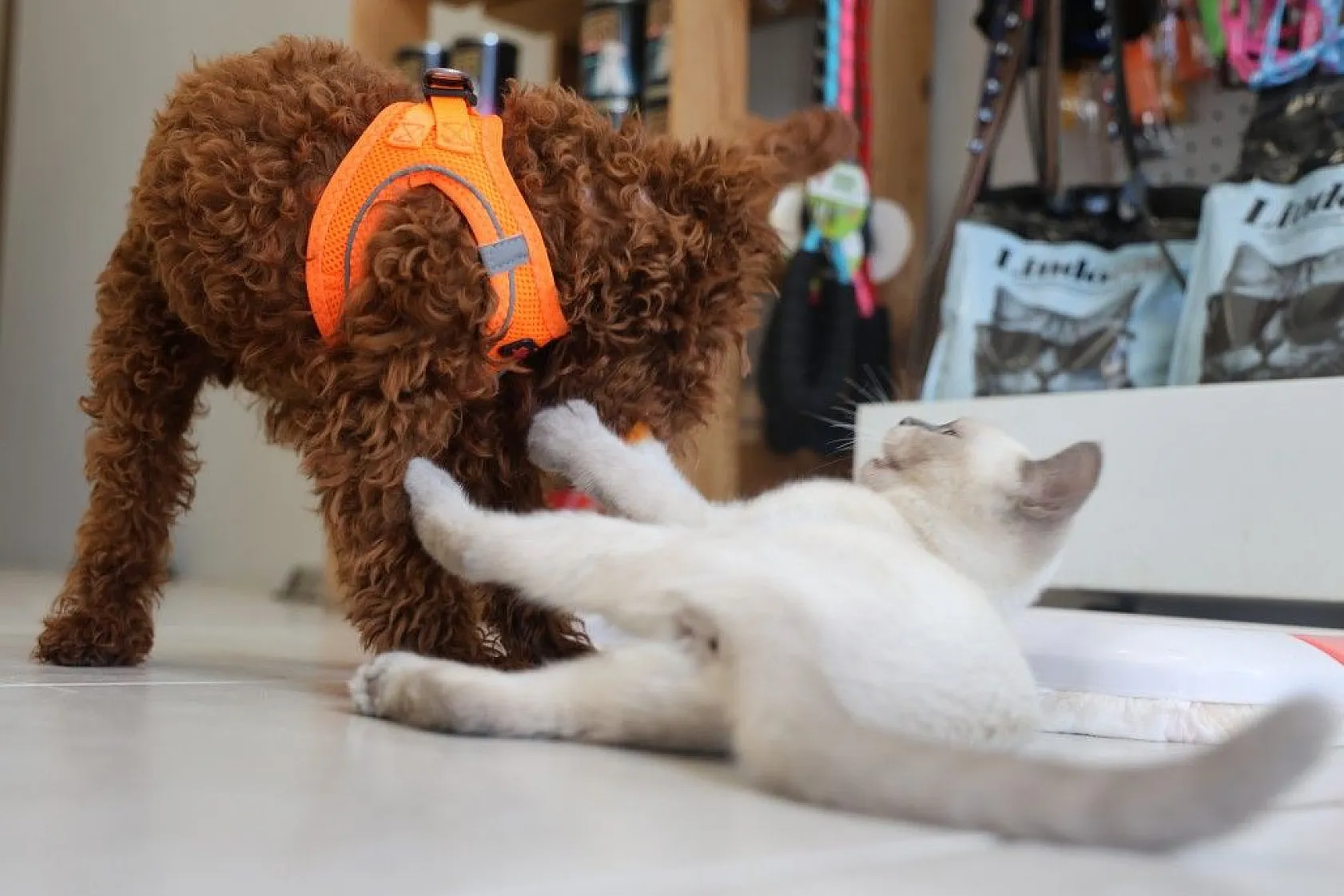 Köpek ve kedi arasında sımsıcak bağ