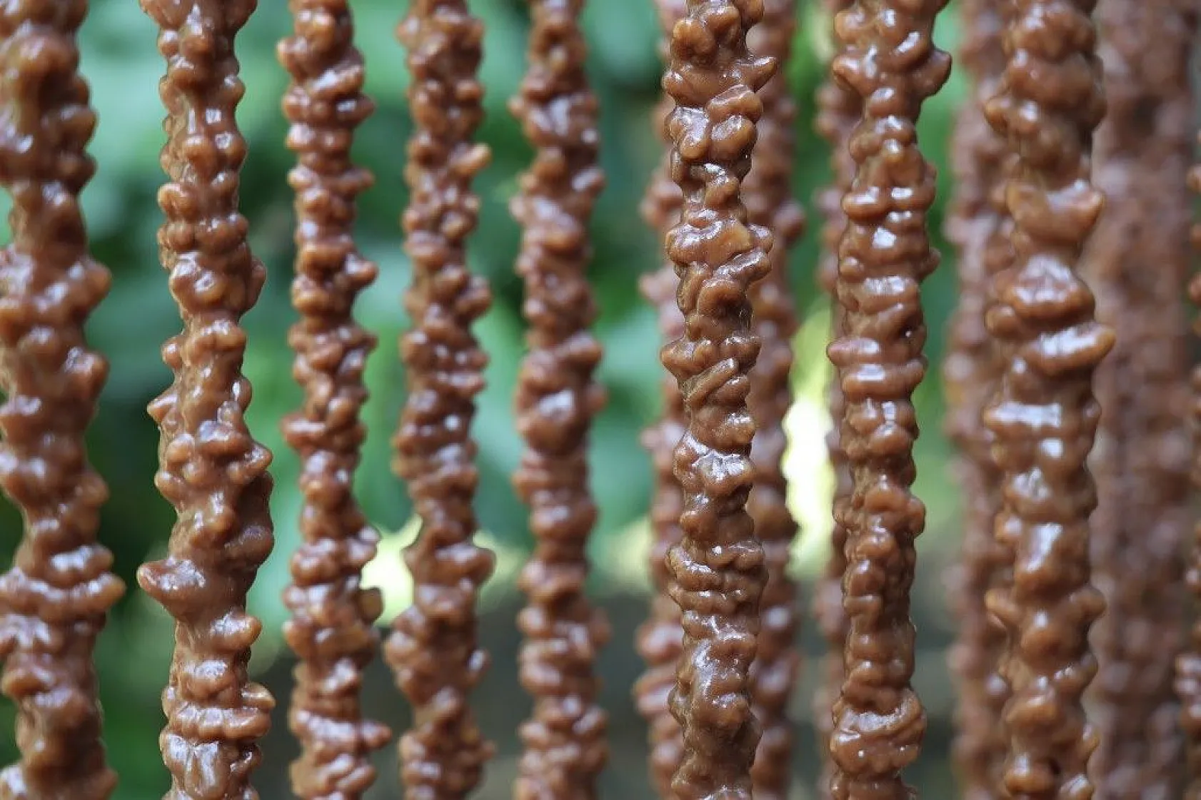 Elazığ'da 'Orcik' mesaisi başladı