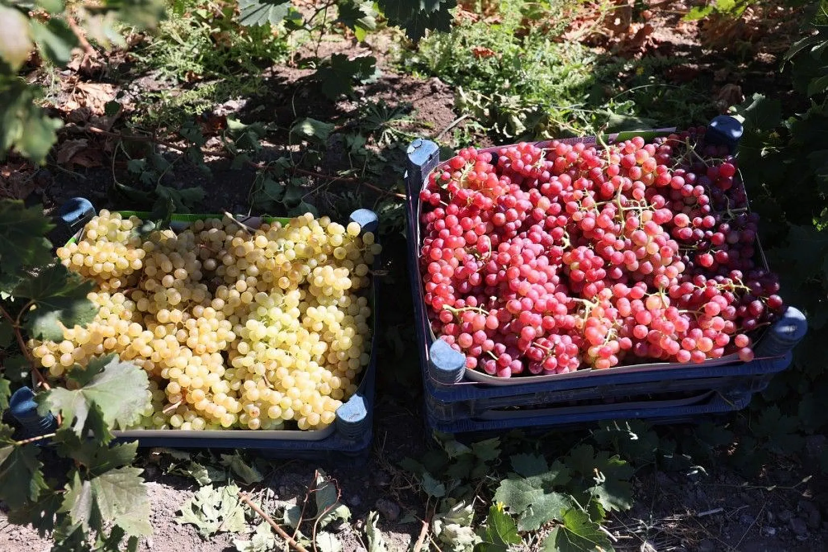 Mühendislikten çiftçiliğe