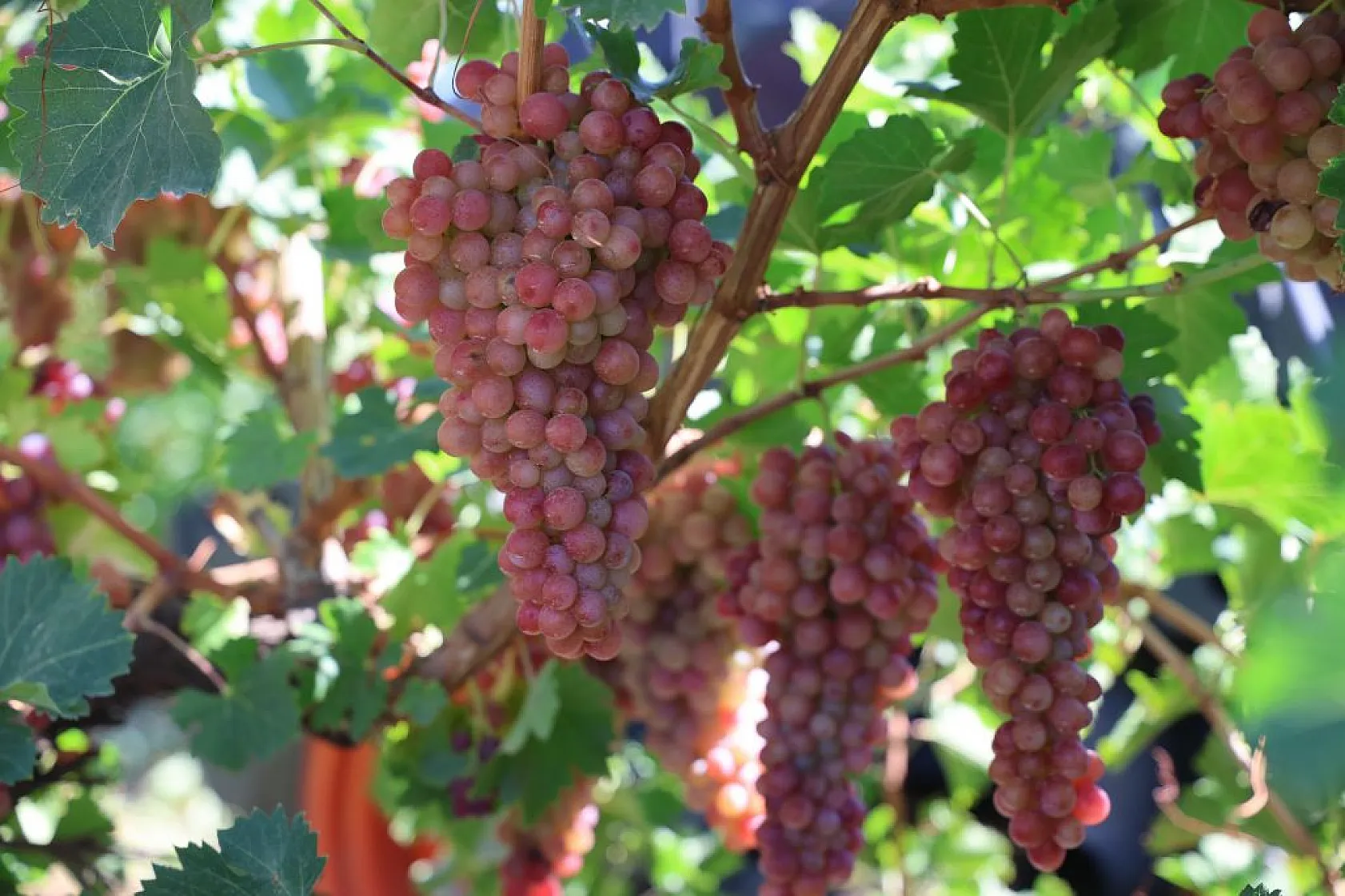 Elazığ'da 'bağbozumu' heyecanı