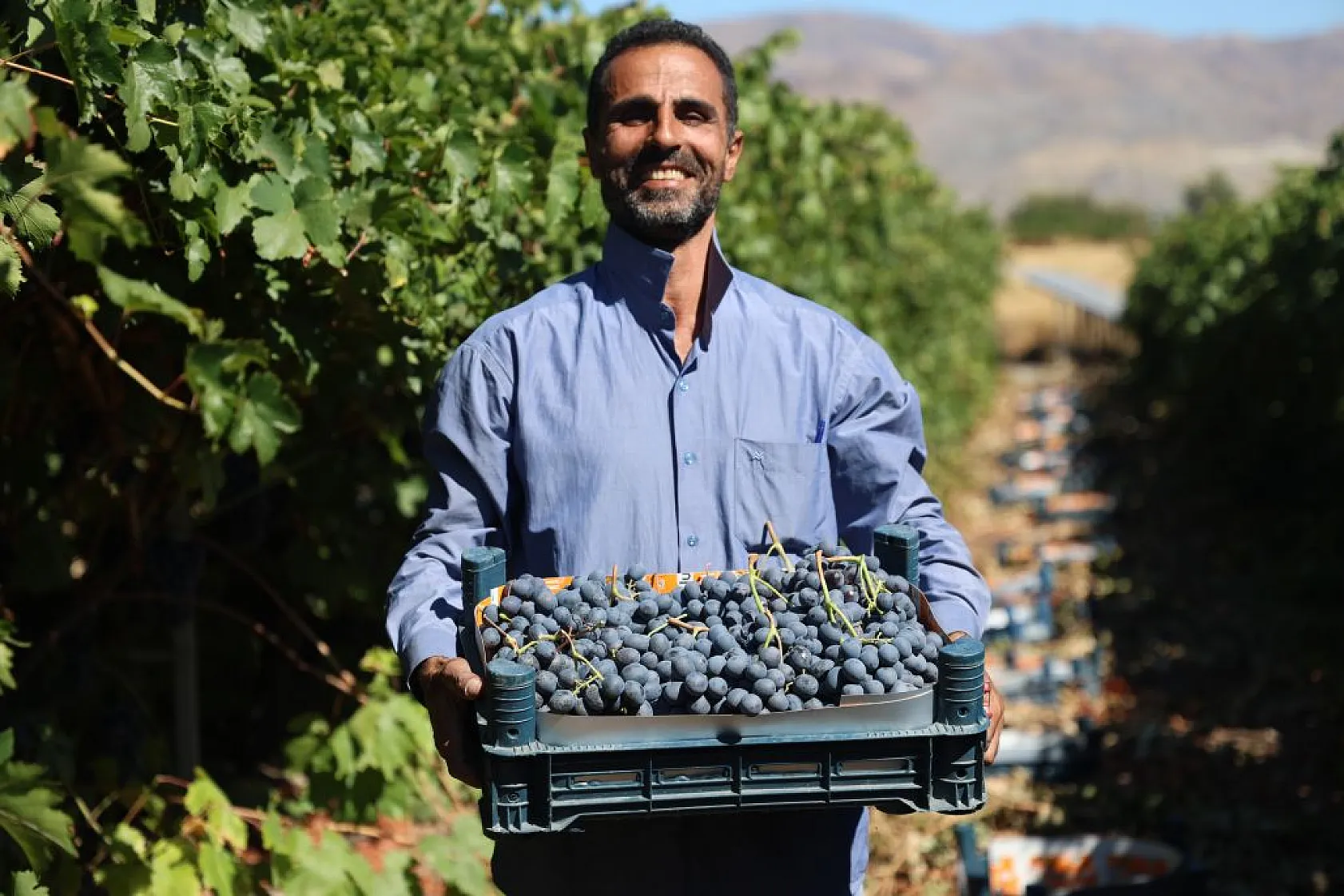 Elazığ'da 'bağbozumu' heyecanı