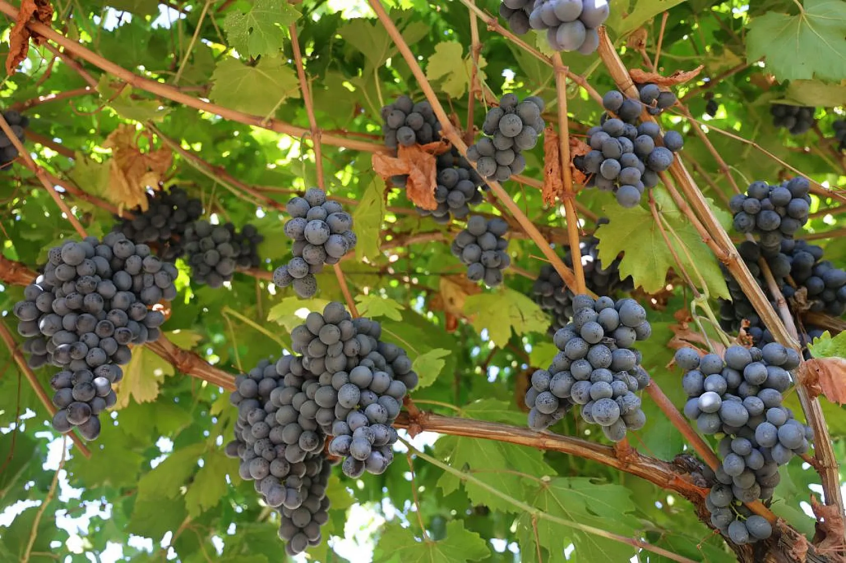 Elazığ'da 'bağbozumu' heyecanı
