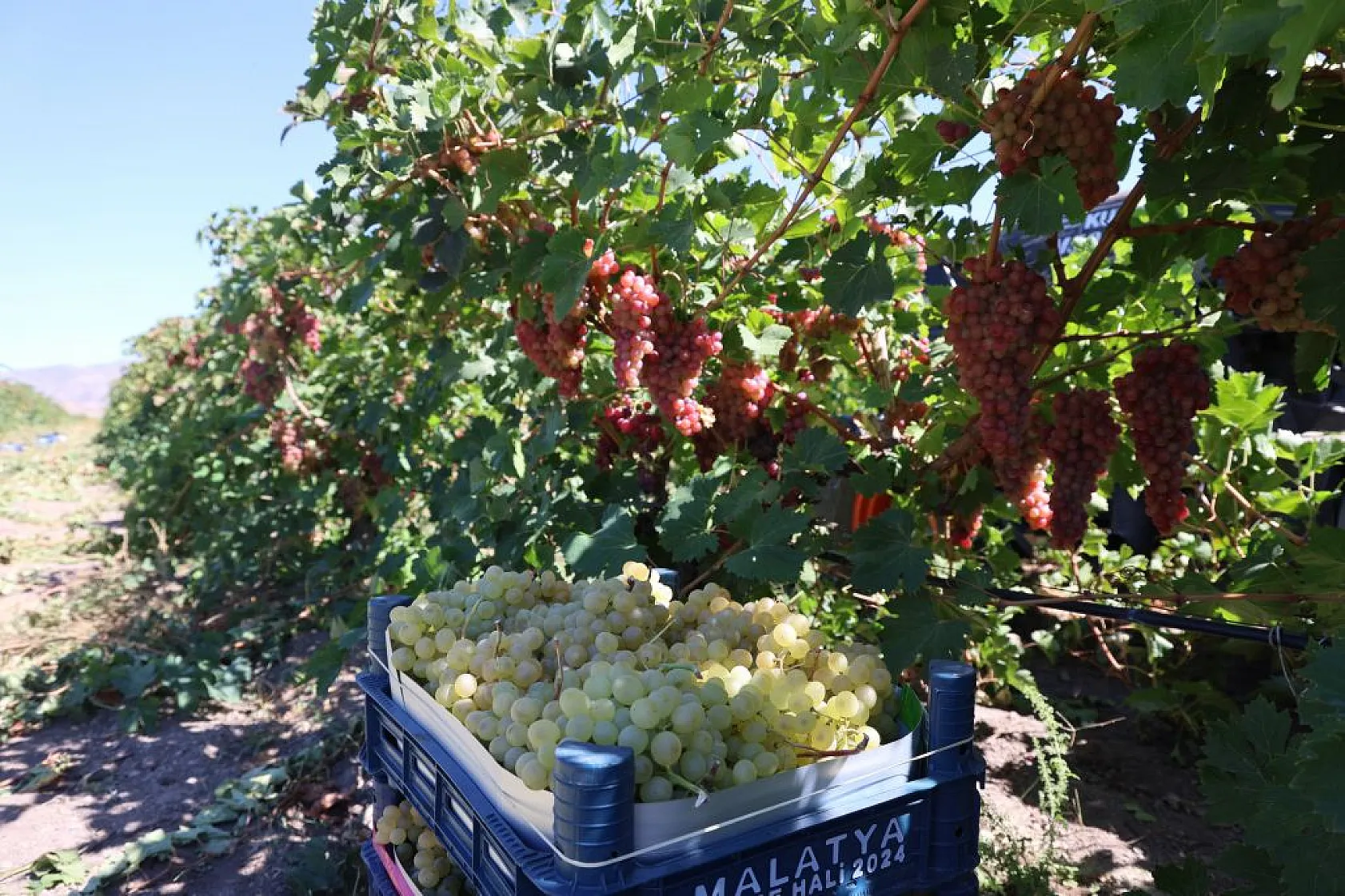 Elazığ'da 'bağbozumu' heyecanı