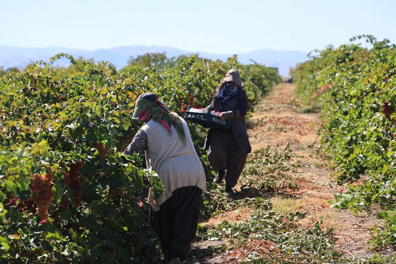 Elazığ'da 'bağbozumu' heyecanı