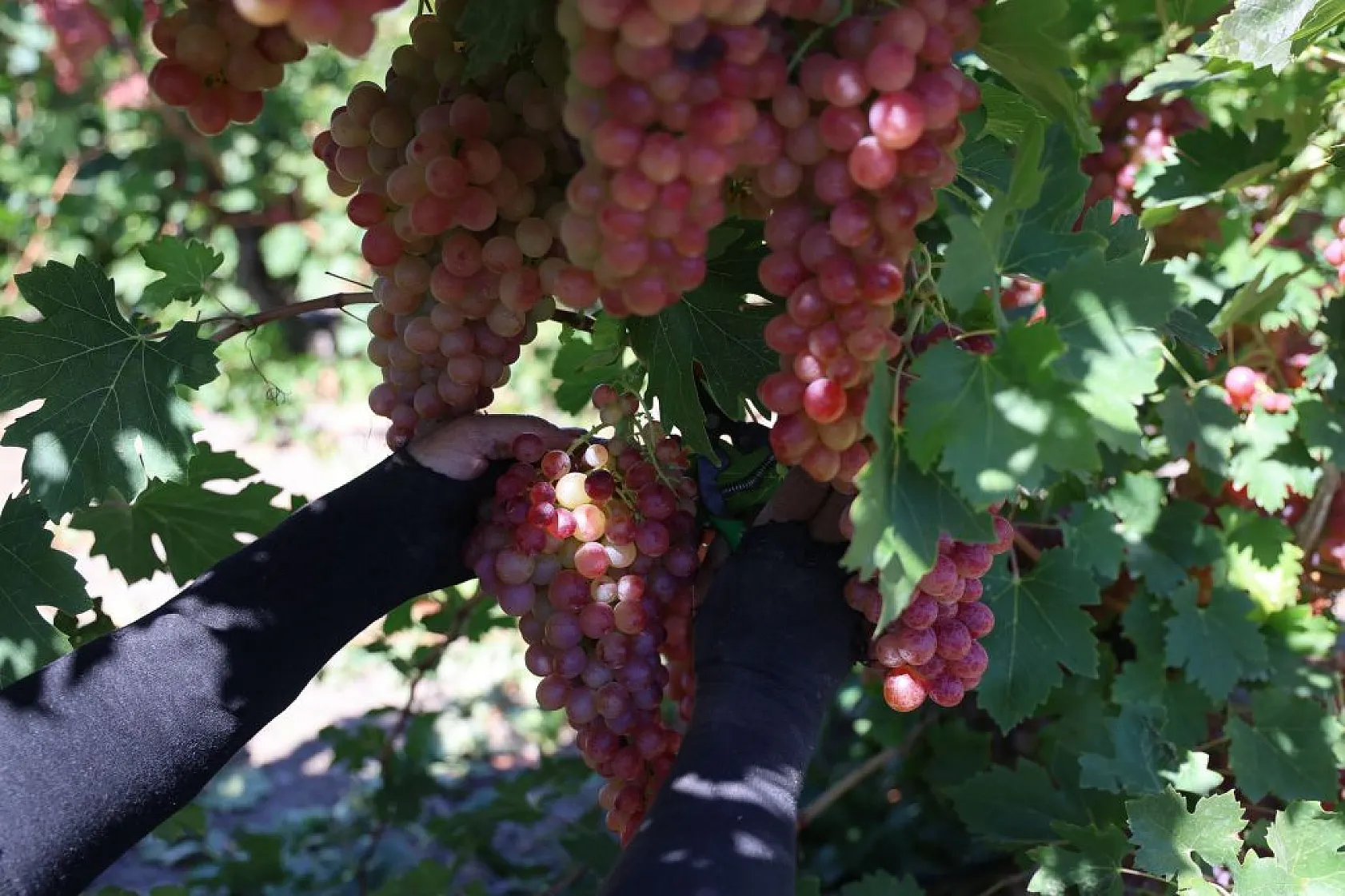 Elazığ'da 'bağbozumu' heyecanı