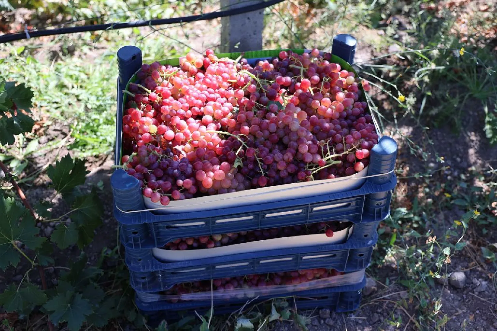 Elazığ'da 'bağbozumu' heyecanı