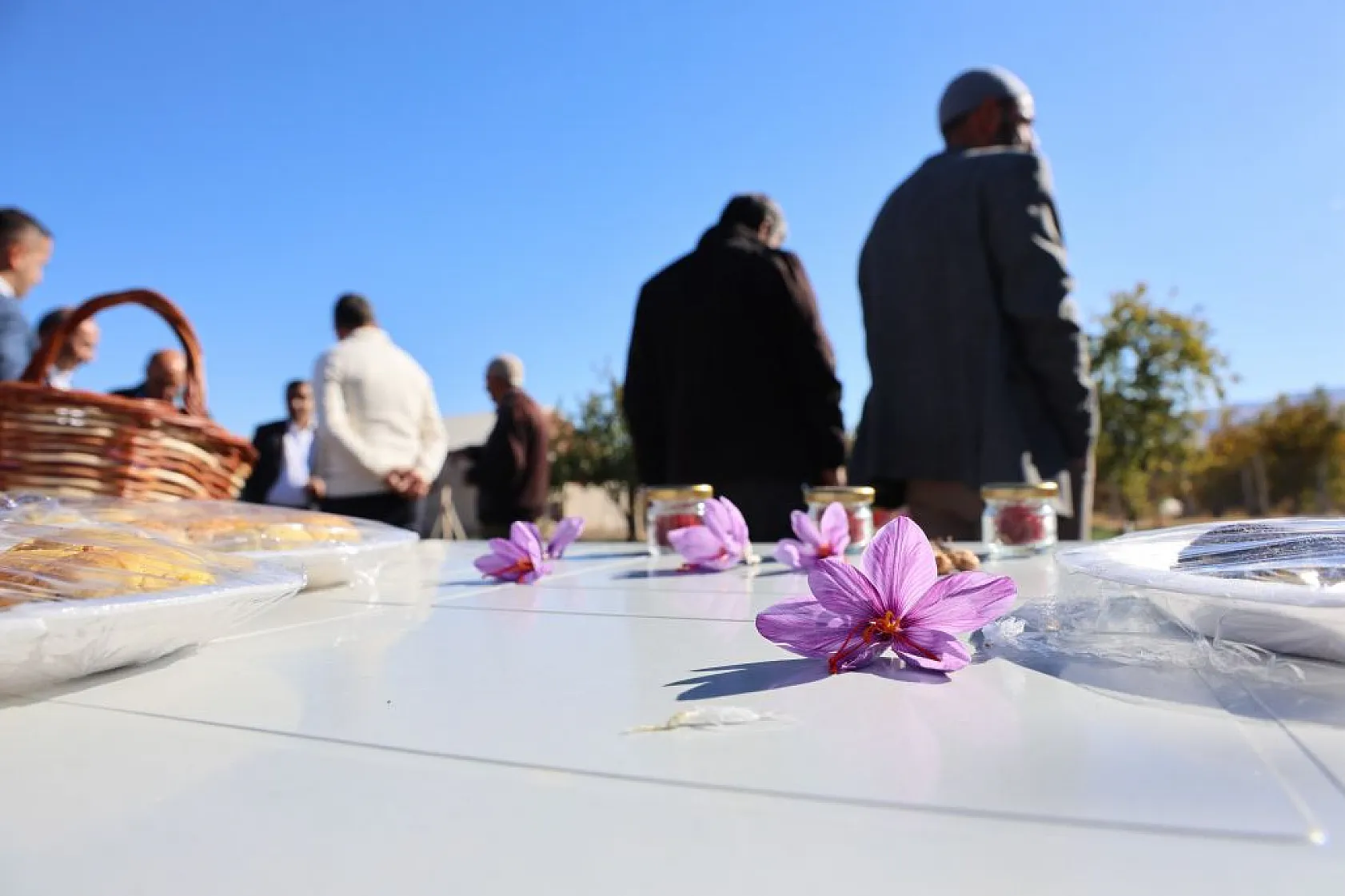 Elazığ'da 'safran hasadı' başladı