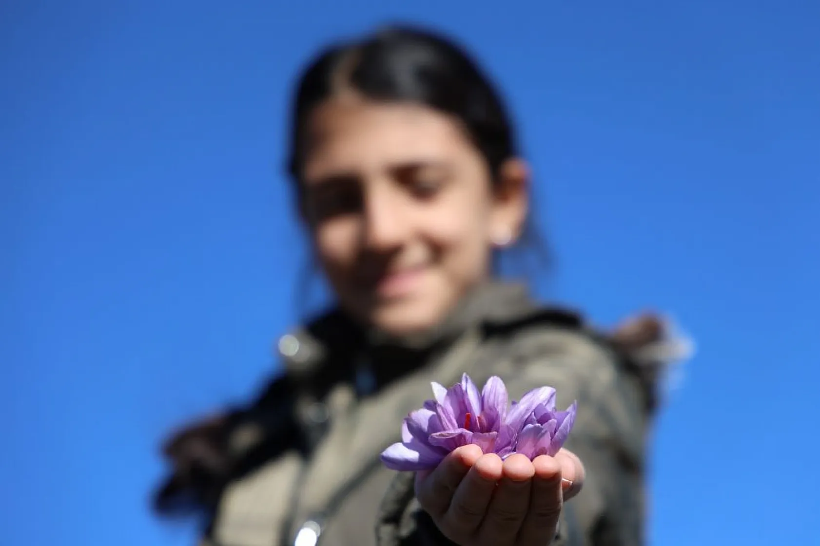 Elazığ'da 'safran hasadı' başladı