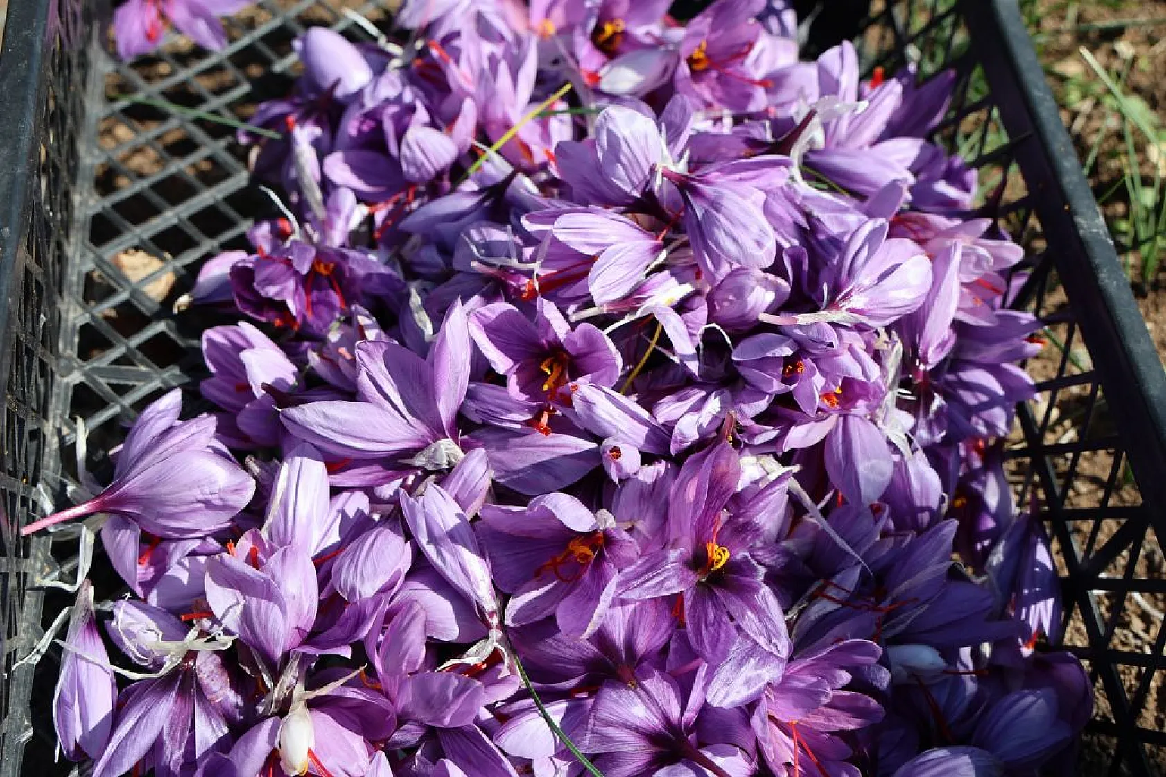Elazığ'da 'safran hasadı' başladı