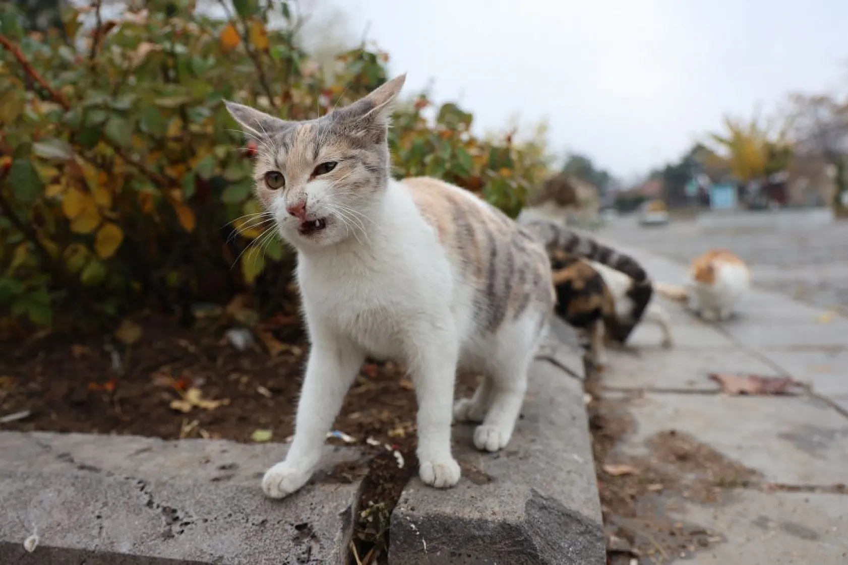 Kedilerin sevimli halleri objektiflere yansıdı