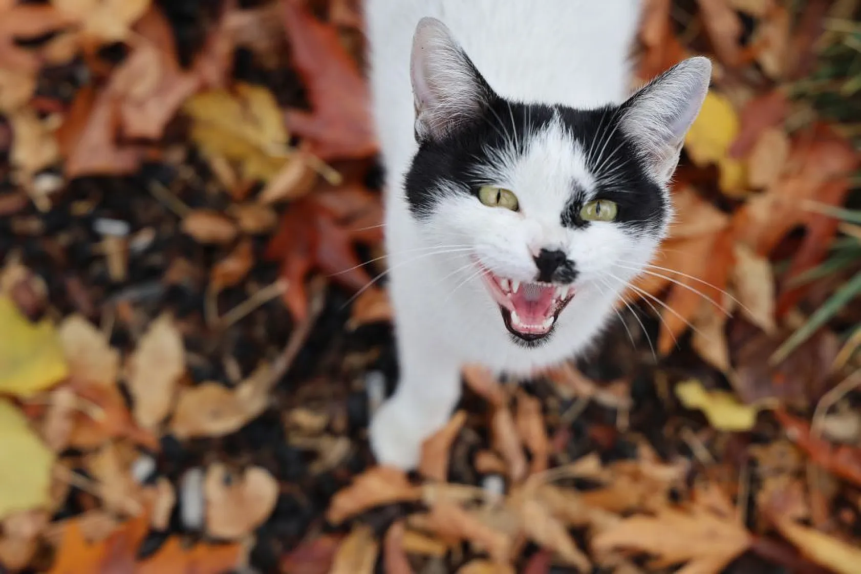 Kedilerin sevimli halleri objektiflere yansıdı