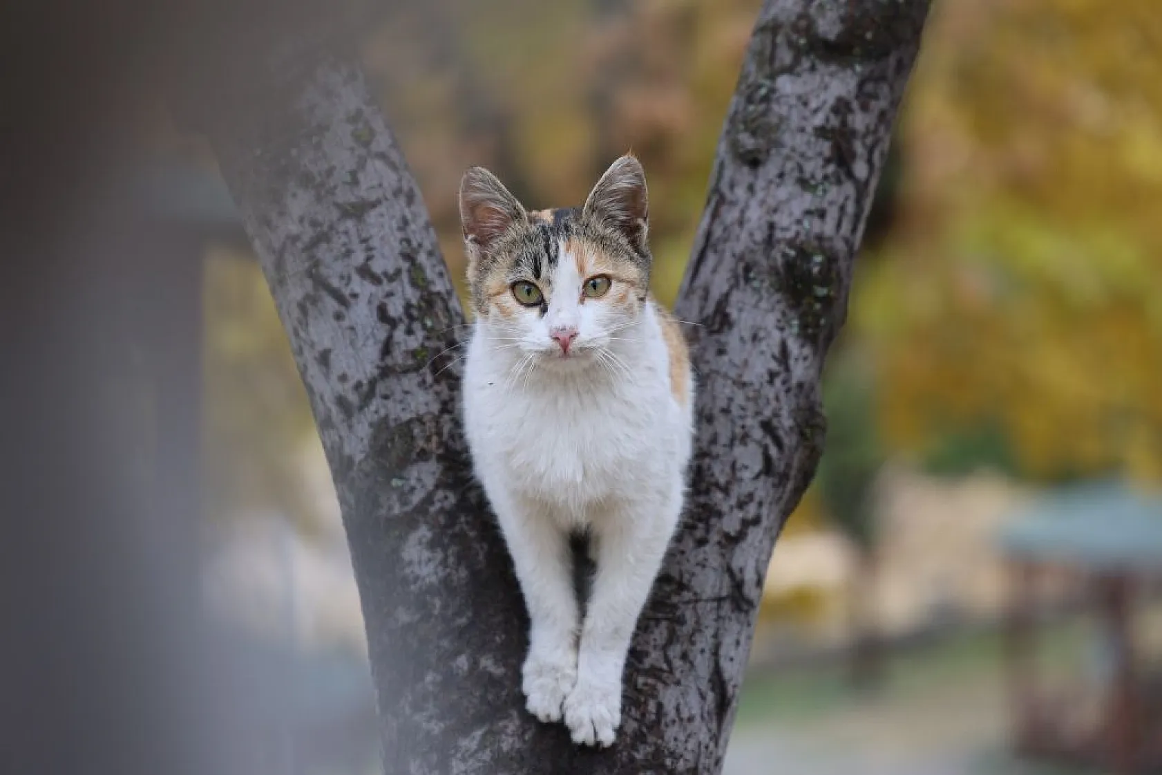Kedilerin sevimli halleri objektiflere yansıdı