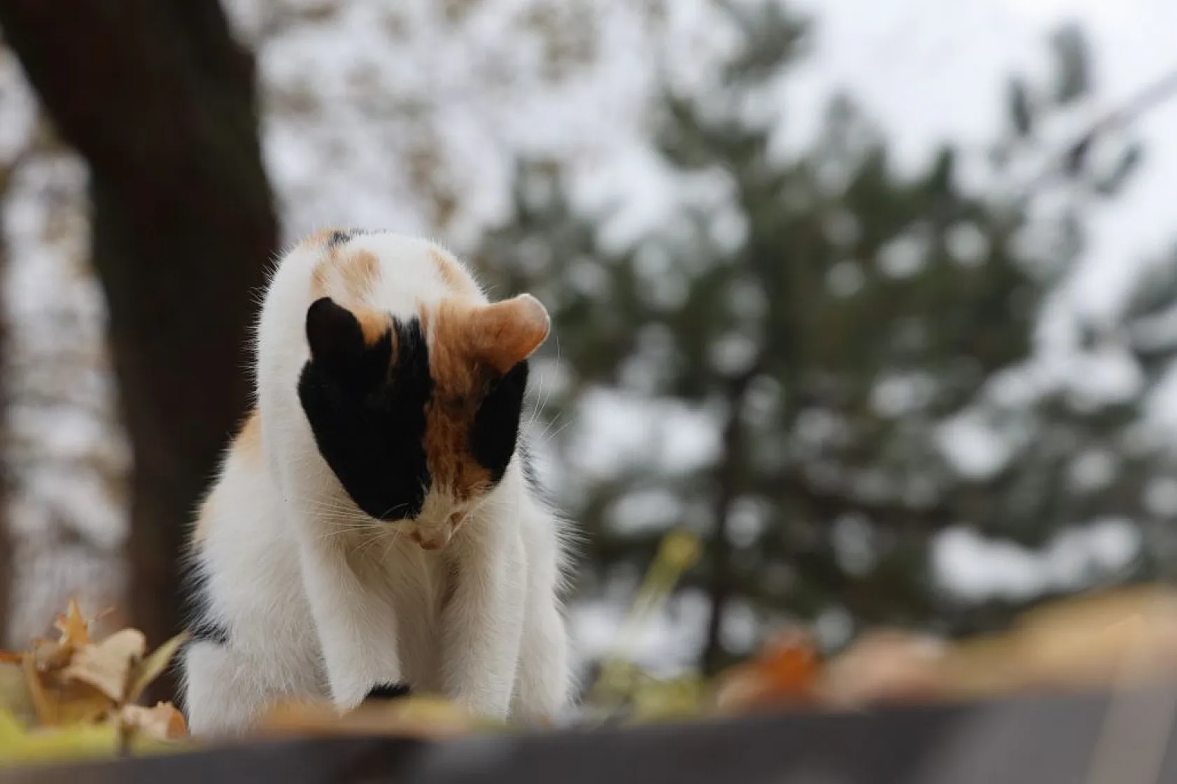 Kedilerin sevimli halleri objektiflere yansıdı