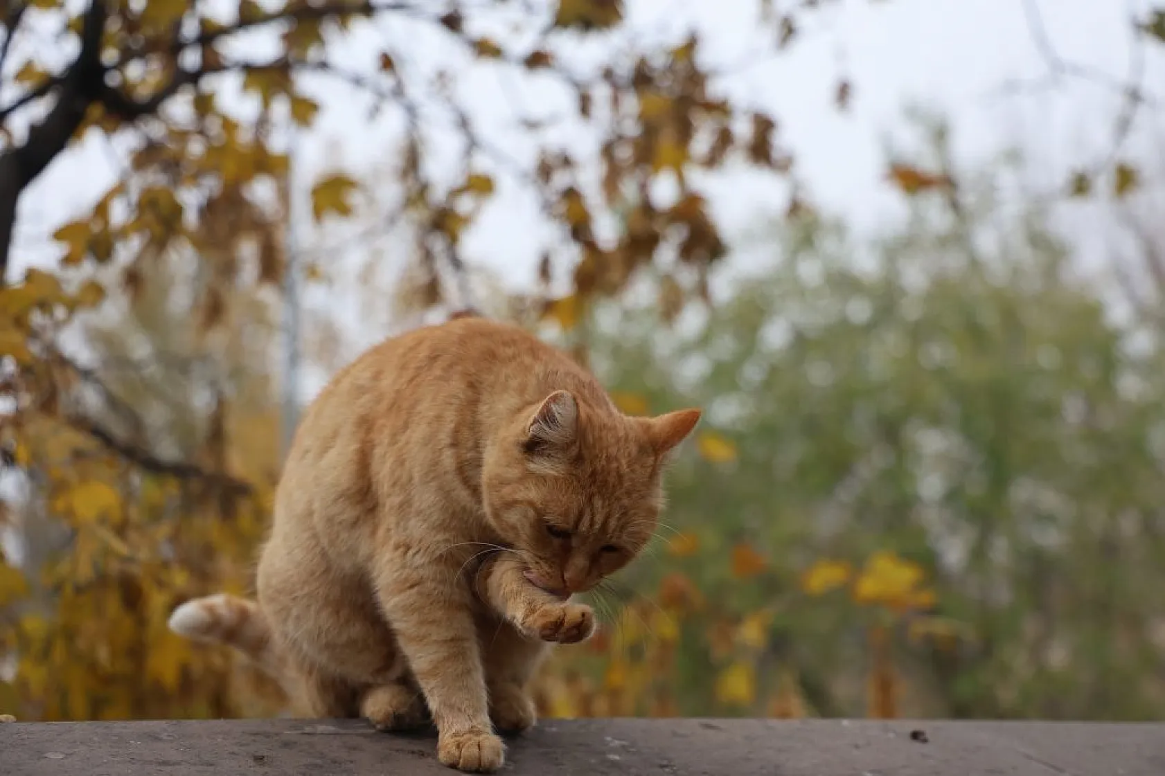 Kedilerin sevimli halleri objektiflere yansıdı
