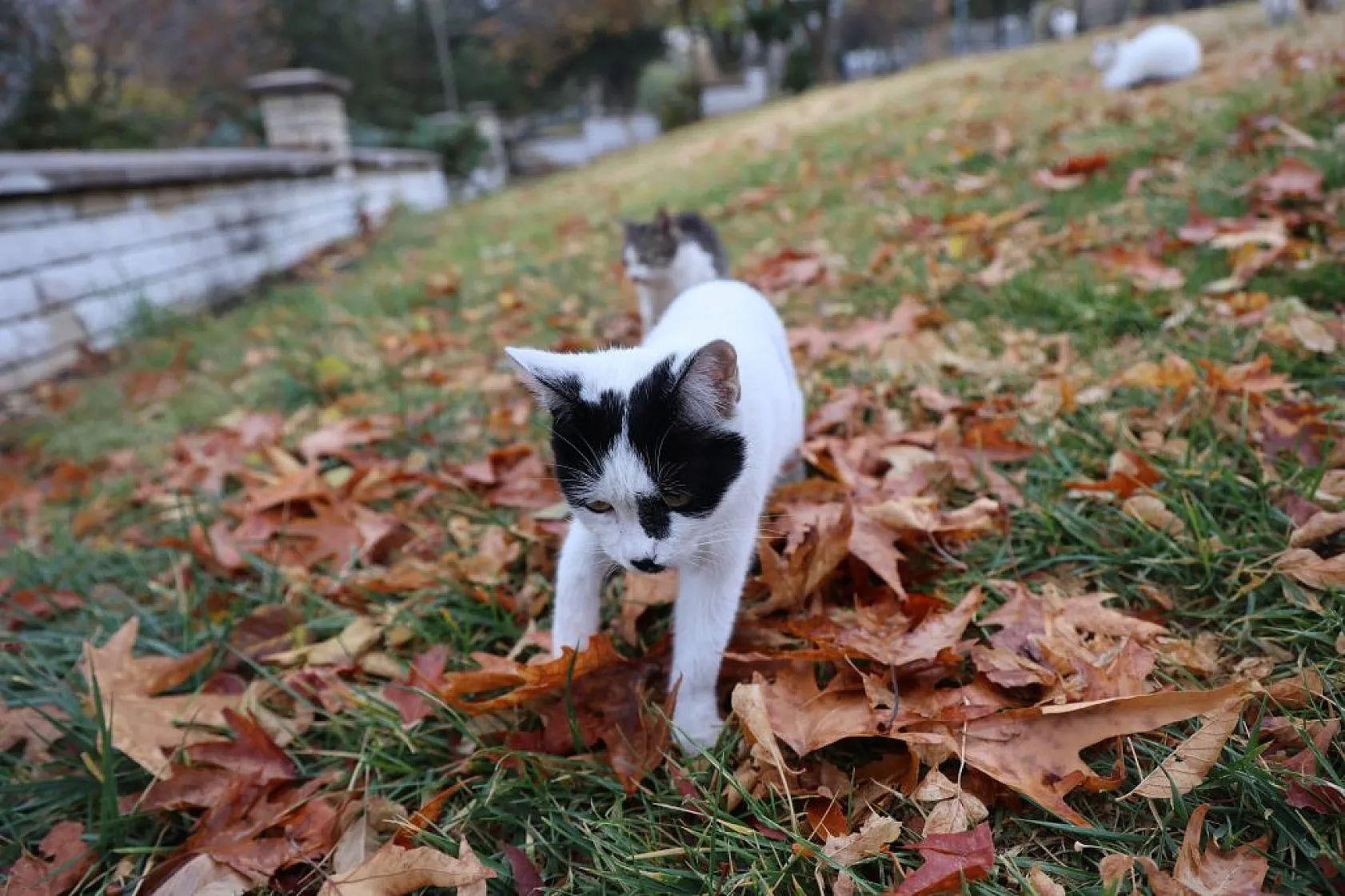 Kedilerin sevimli halleri objektiflere yansıdı