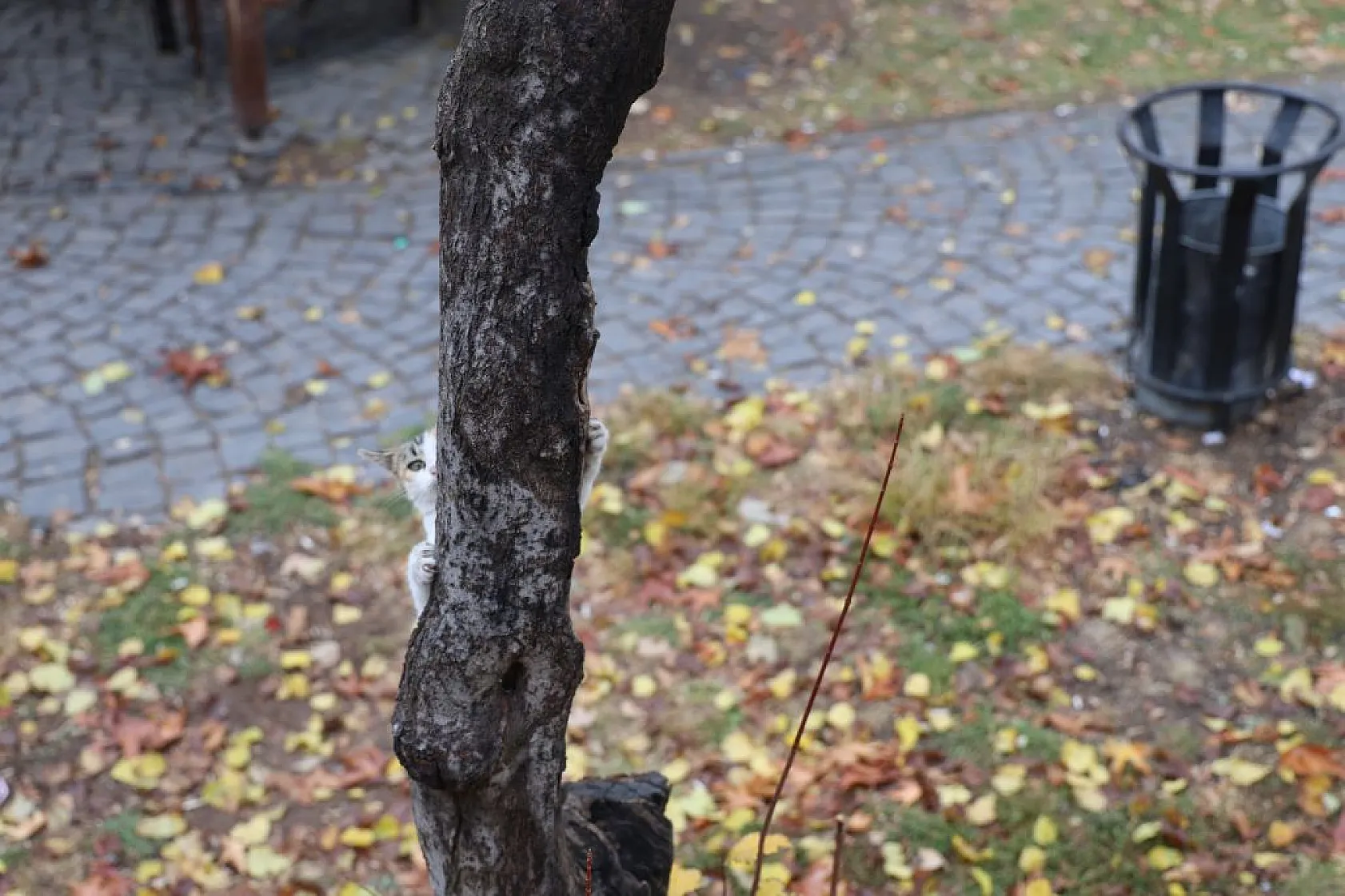 Kedilerin sevimli halleri objektiflere yansıdı