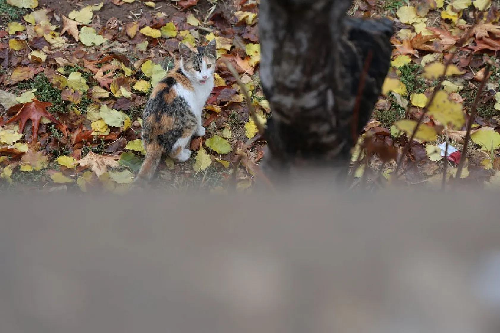 Kedilerin sevimli halleri objektiflere yansıdı
