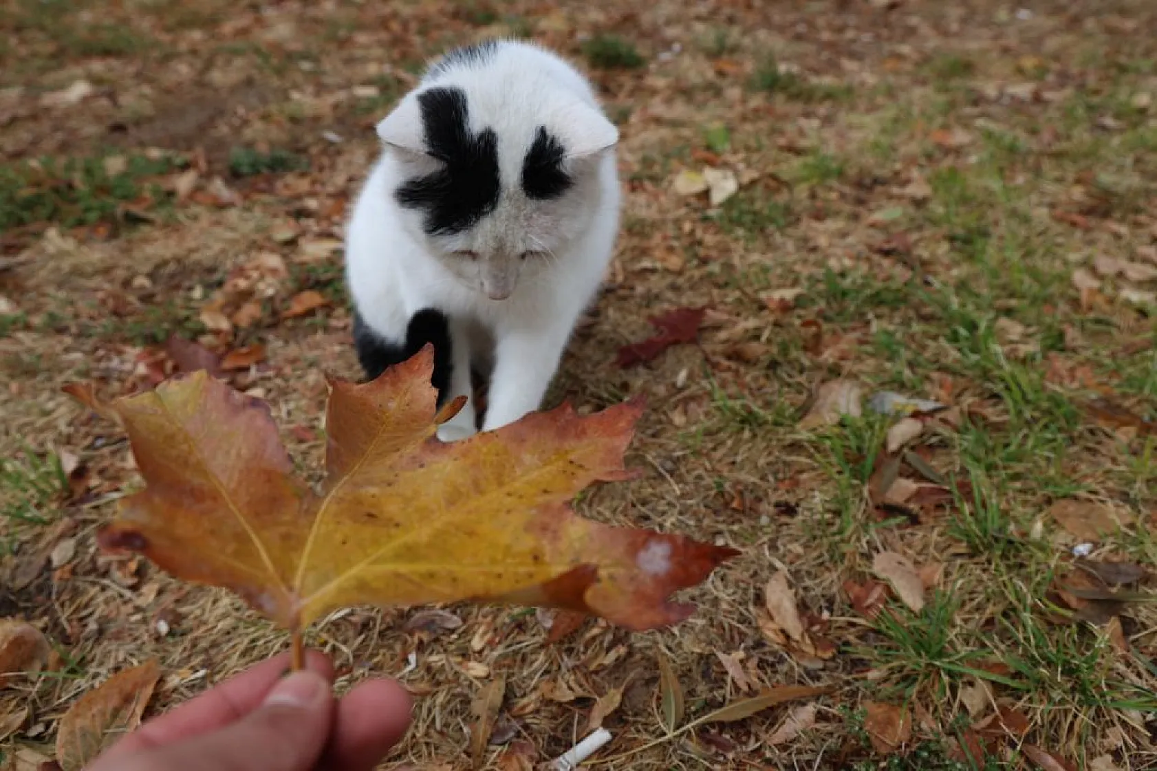 Kedilerin sevimli halleri objektiflere yansıdı