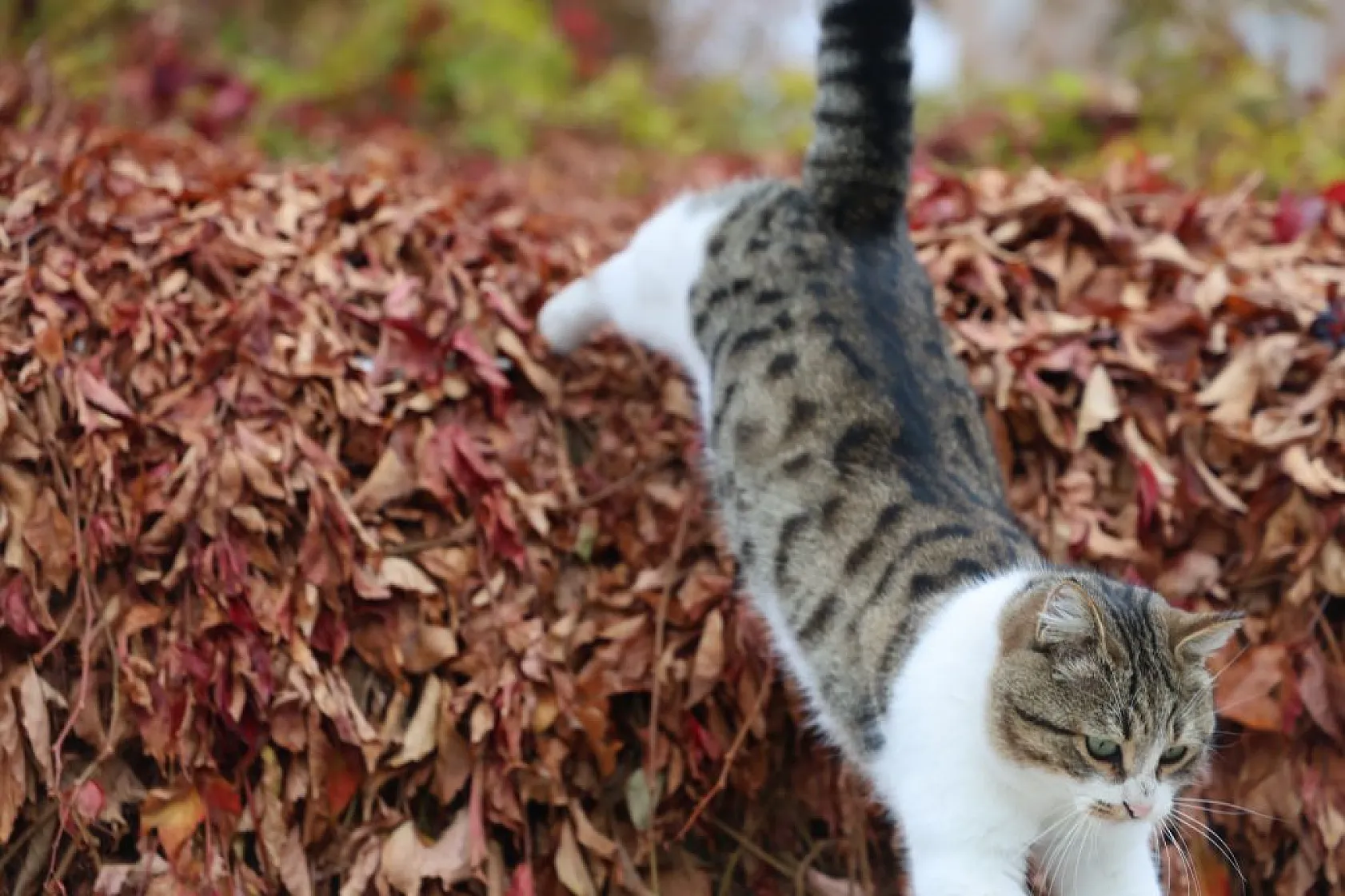 Kedilerin sevimli halleri objektiflere yansıdı