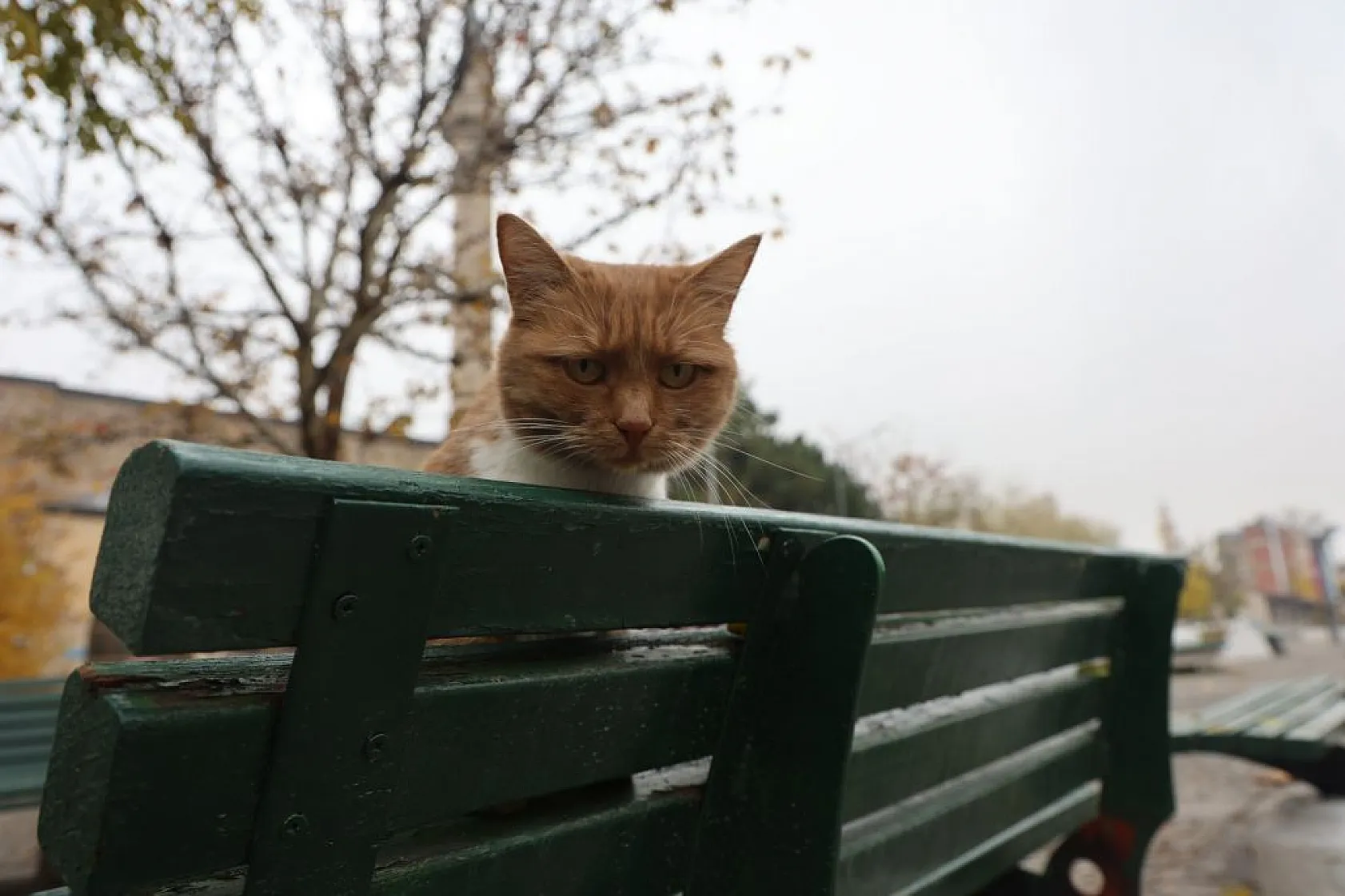 Kedilerin sevimli halleri objektiflere yansıdı