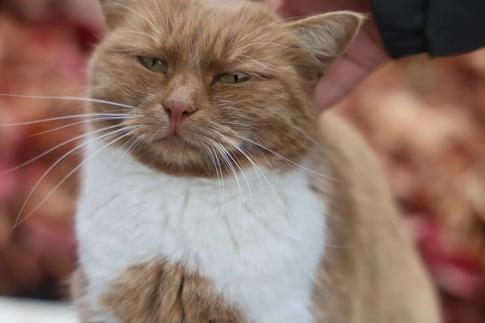 Kedilerin sevimli halleri objektiflere yansıdı