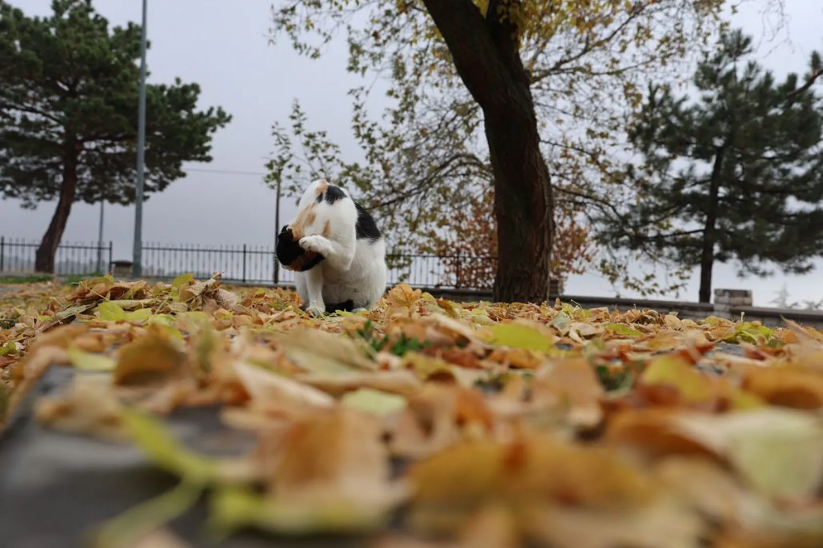 Kedilerin sevimli halleri objektiflere yansıdı