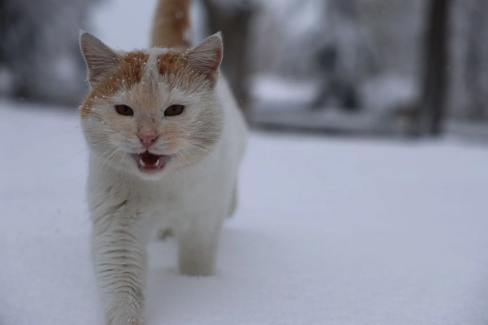 Harput beyaz gelinliğini giydi