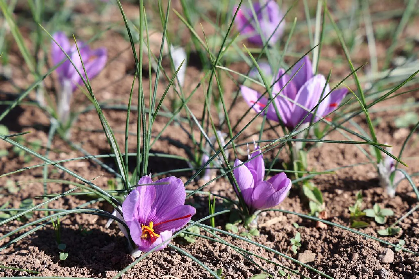 Elazığ'da 'kırmızı altın' safran ekonomiye can veriyor