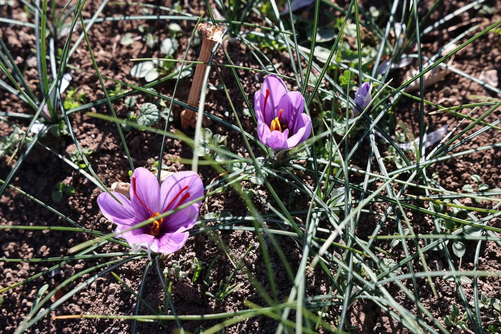 Elazığ'da 'kırmızı altın' safran ekonomiye can veriyor