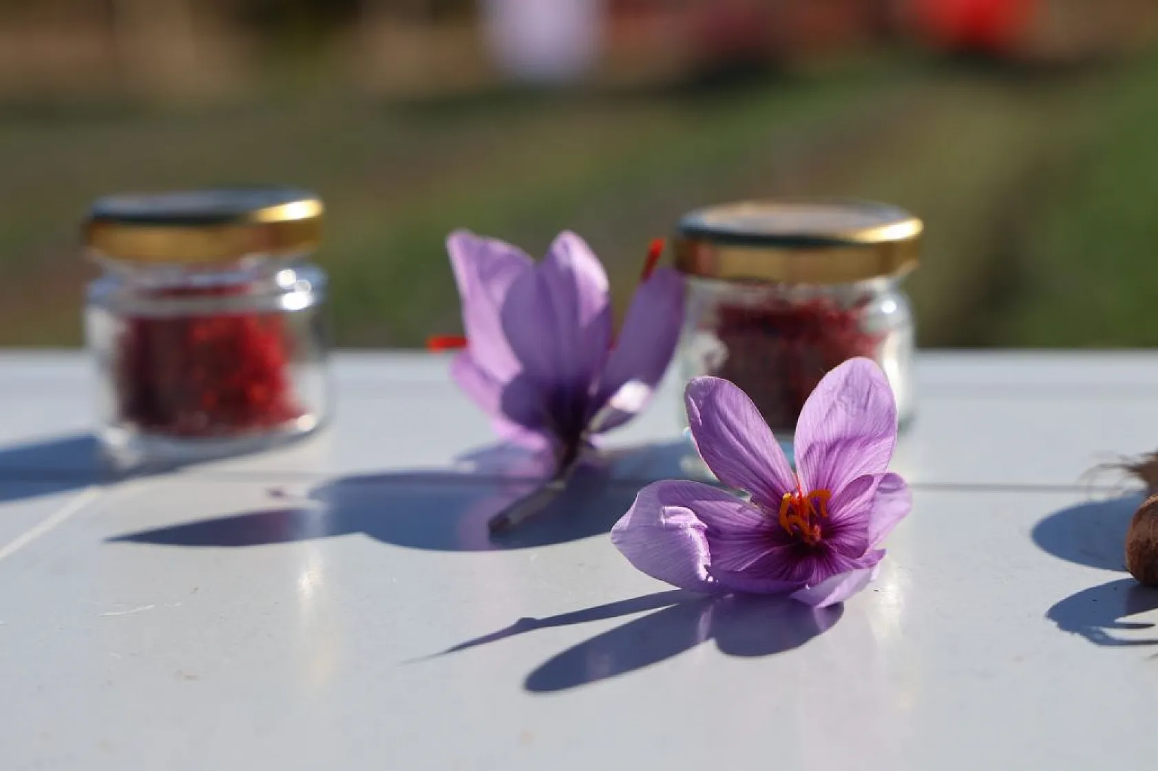 Elazığ'da 'kırmızı altın' safran ekonomiye can veriyor