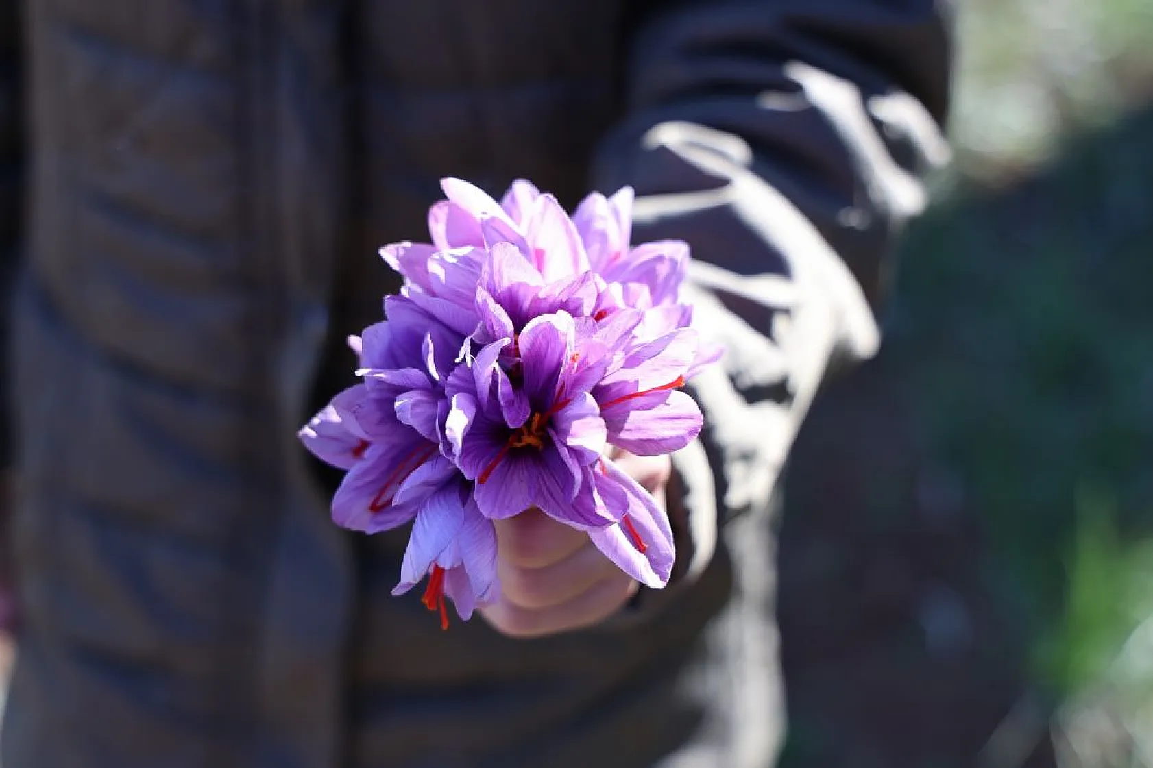 Elazığ'da 'kırmızı altın' safran ekonomiye can veriyor