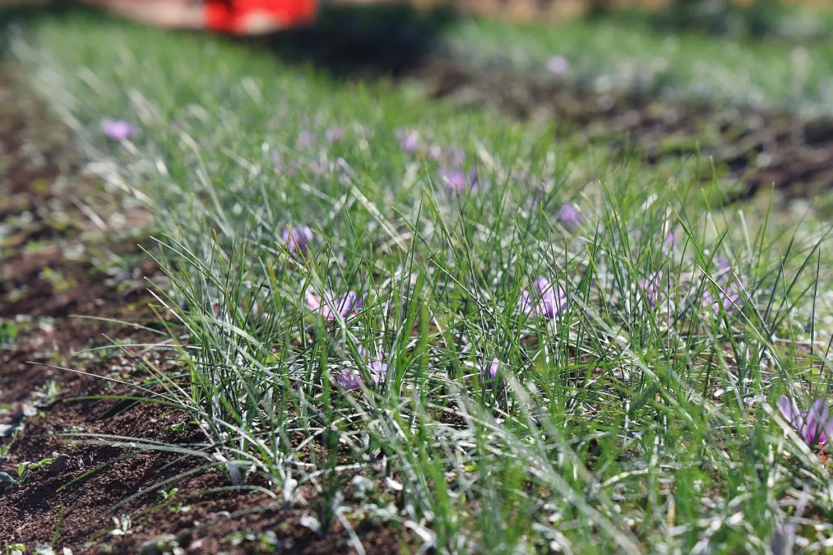 Elazığ'da 'kırmızı altın' safran ekonomiye can veriyor