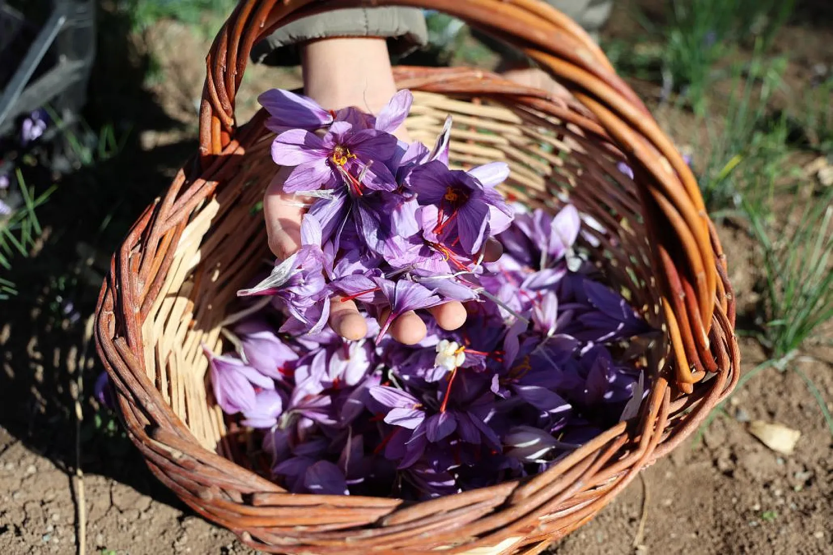 Elazığ'da 'kırmızı altın' safran ekonomiye can veriyor