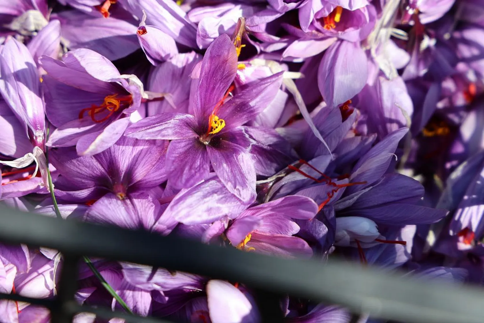 Elazığ'da 'kırmızı altın' safran ekonomiye can veriyor