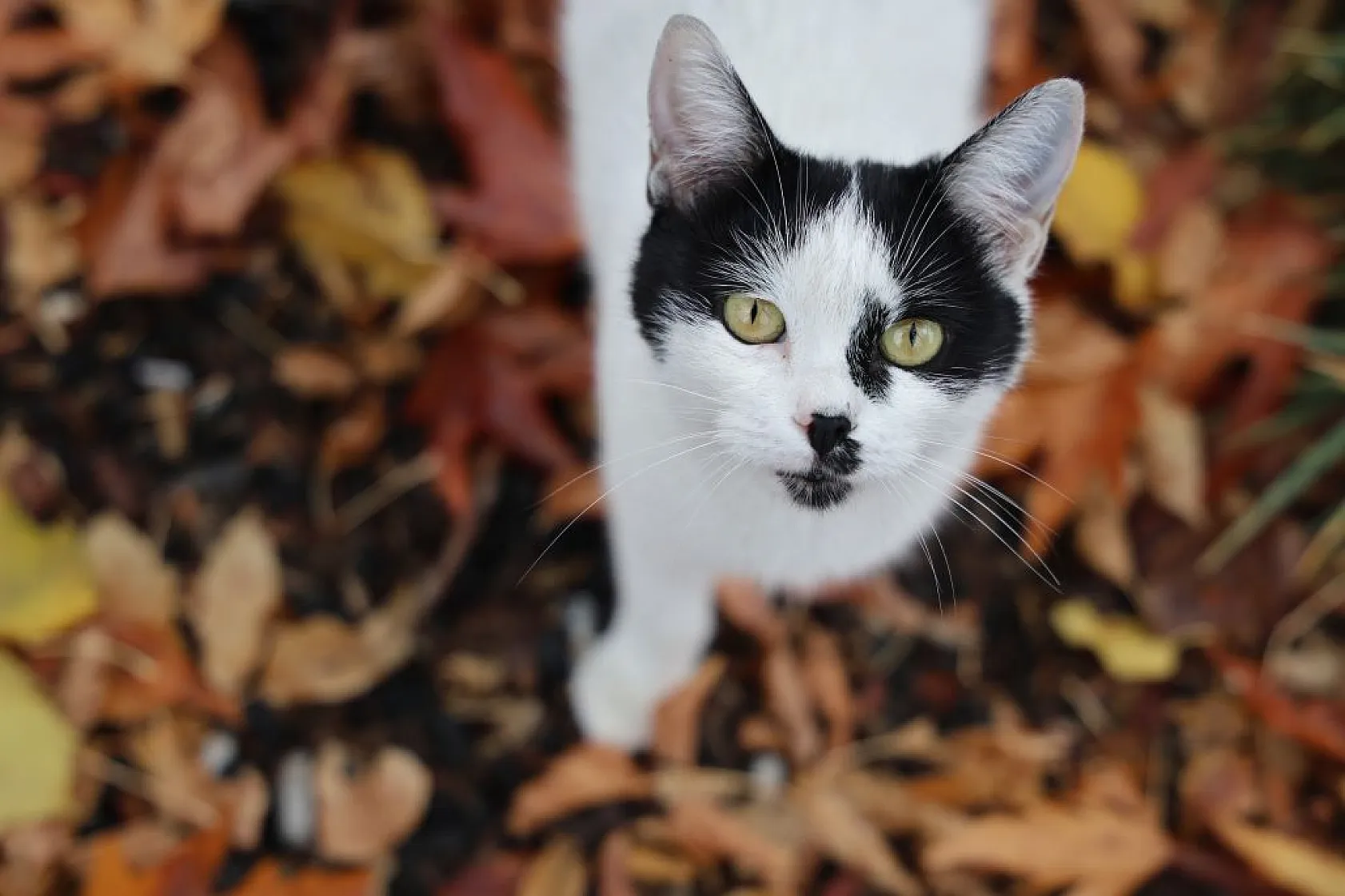Harput'un sokakları kedilerle şenlendi